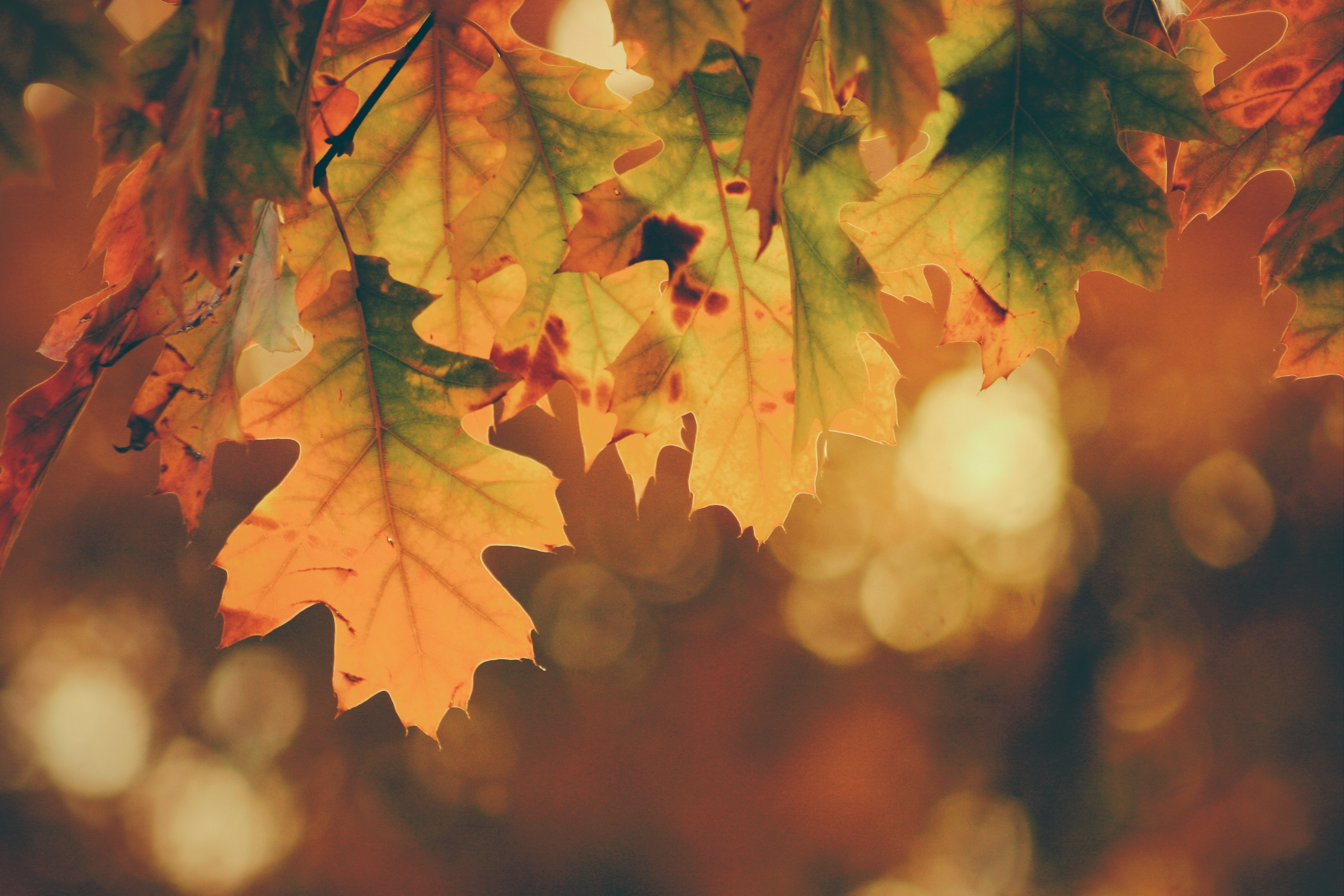 3 Reasons You Should Buy a Home This Fall header image.