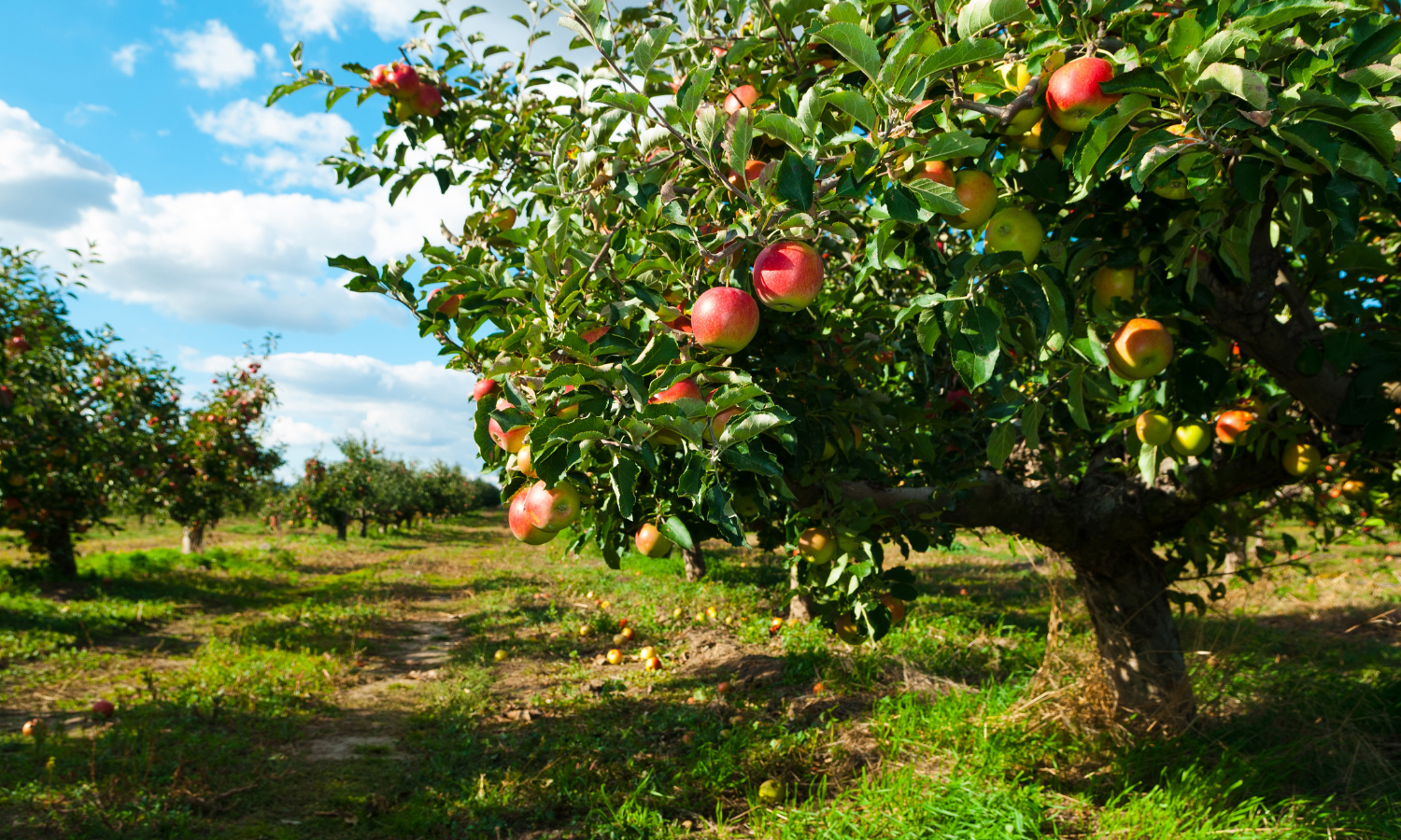 Apple orchard