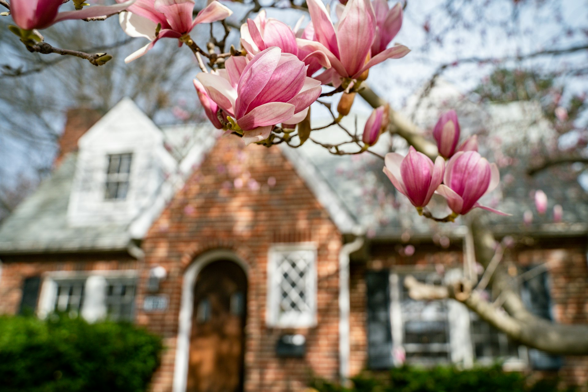 Pink magnolia blossoms in front of a brick Tudor-style home in spring
