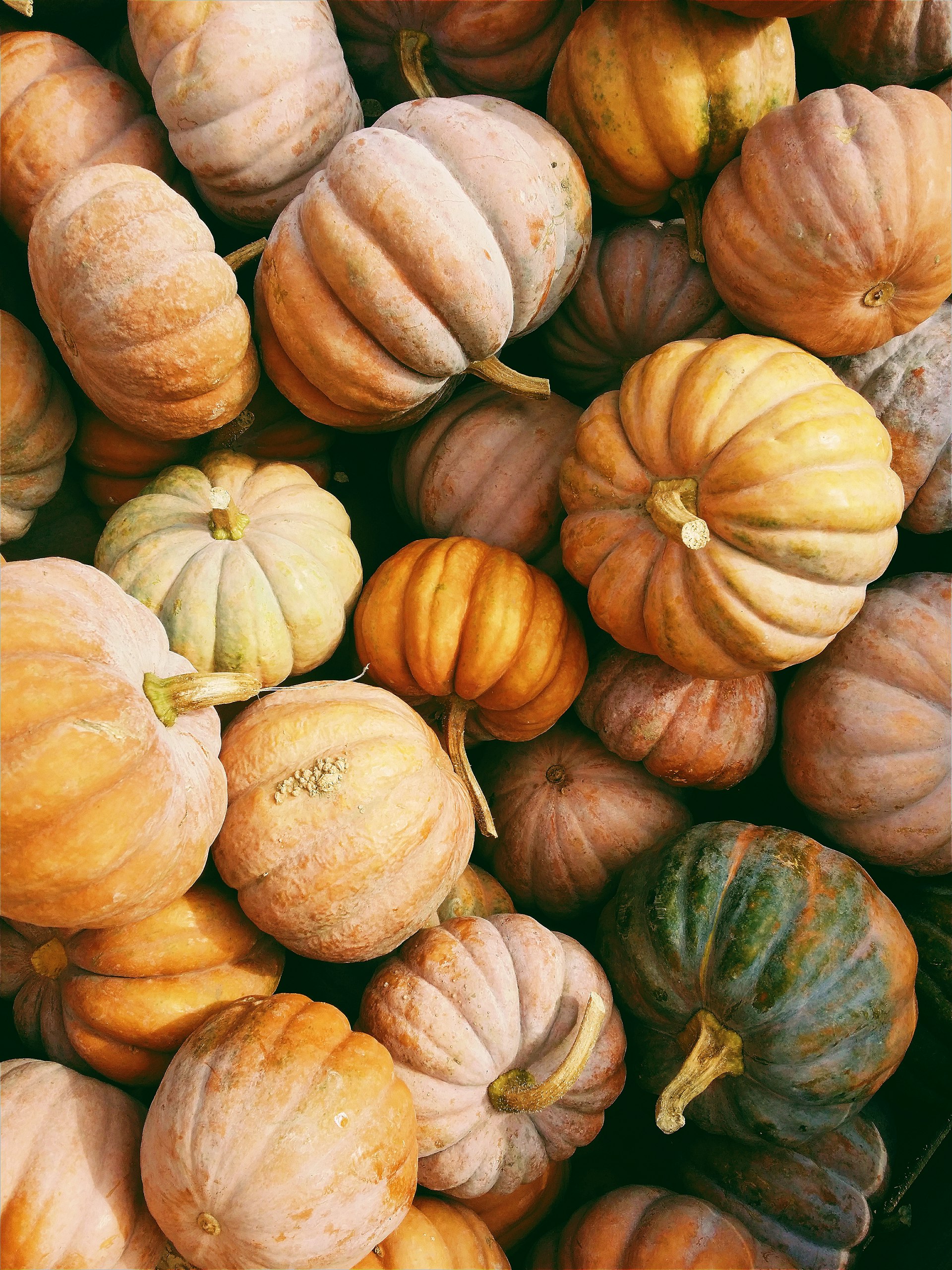 Assorted heirloom pumpkins and gourds piled at a Fairfield County farm stand