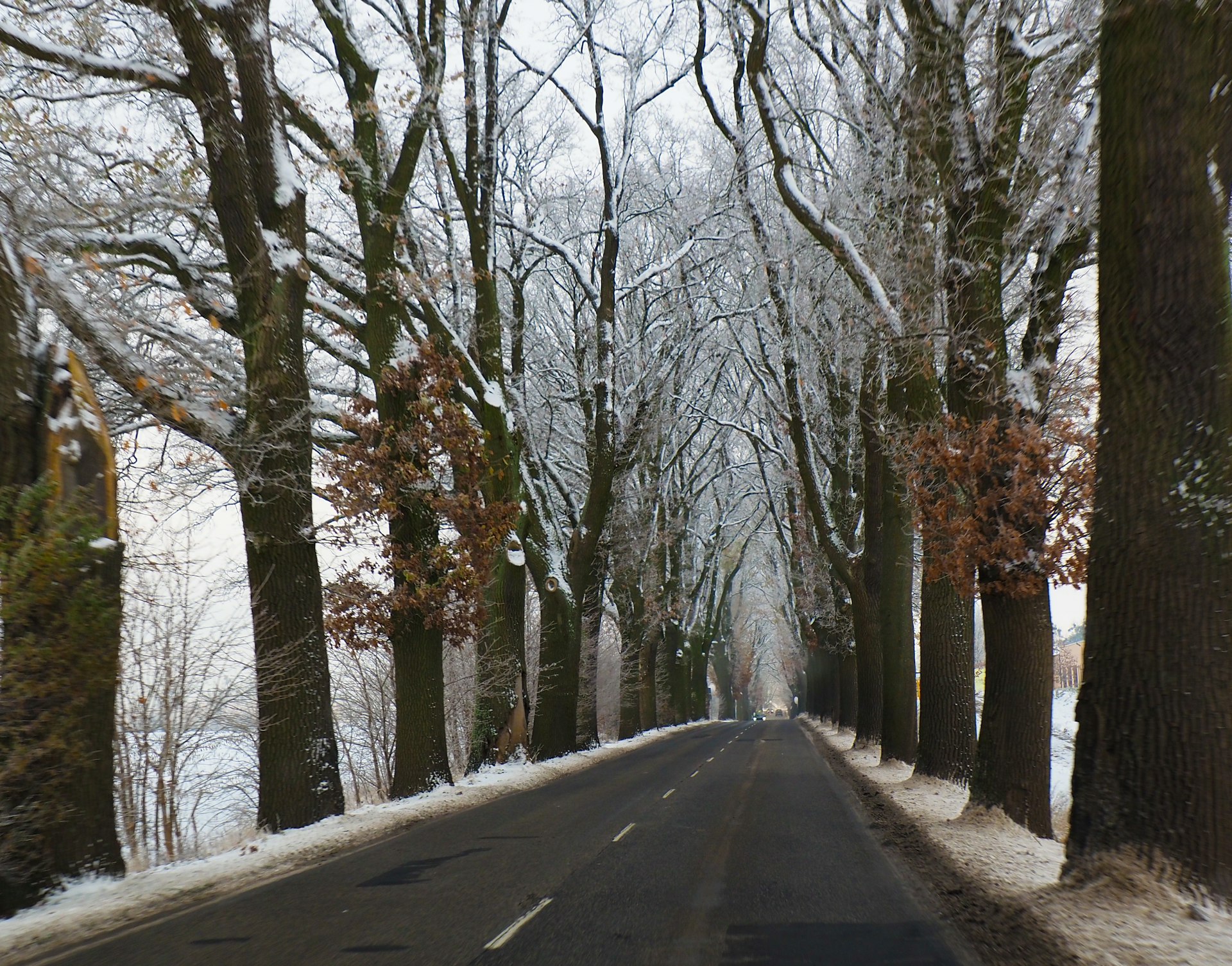 Snow-dusted tree-lined country road in Fairfield, CT in winter