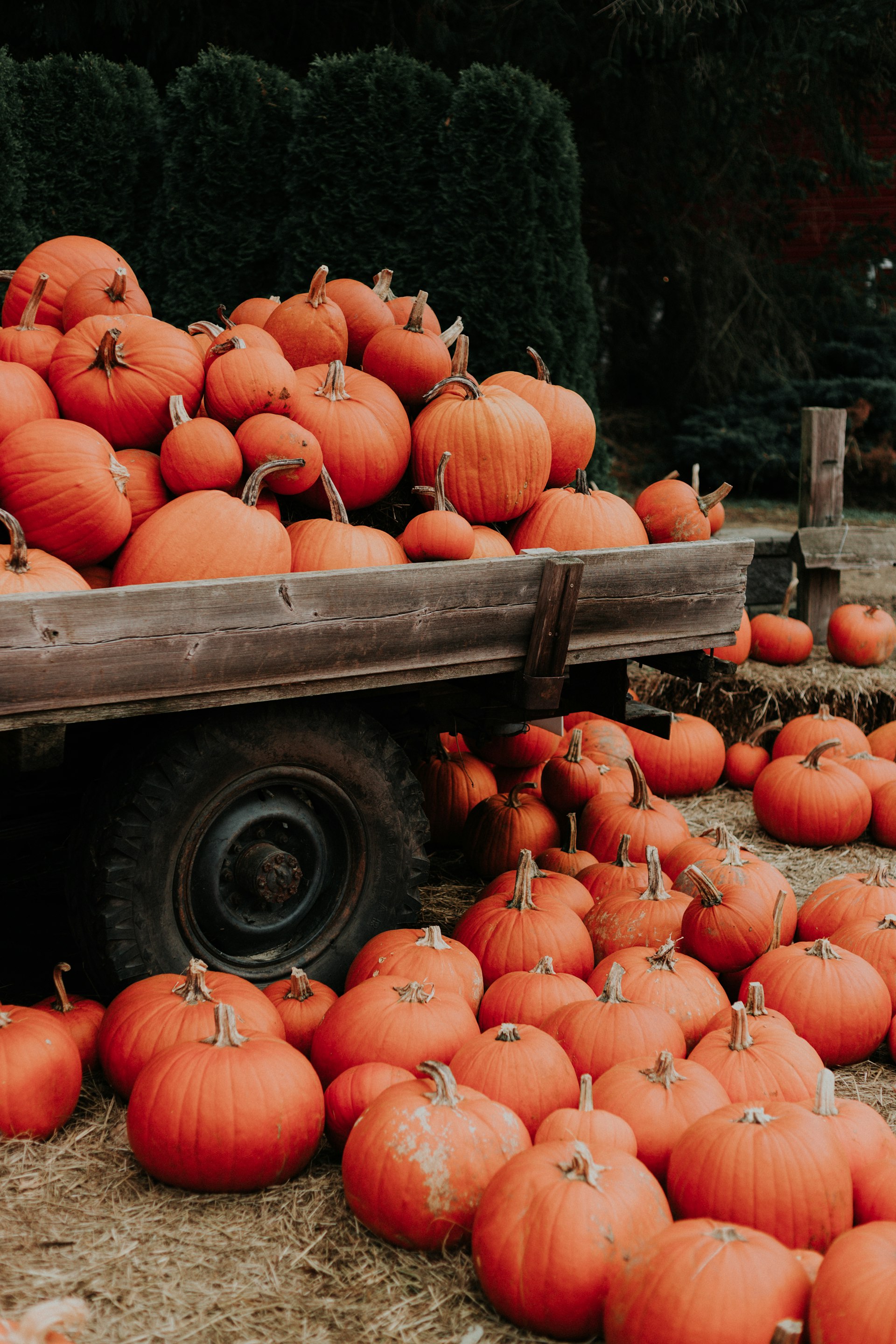 Wooden farm wagon piled with orange pumpkins at a Connecticut pumpkin patch