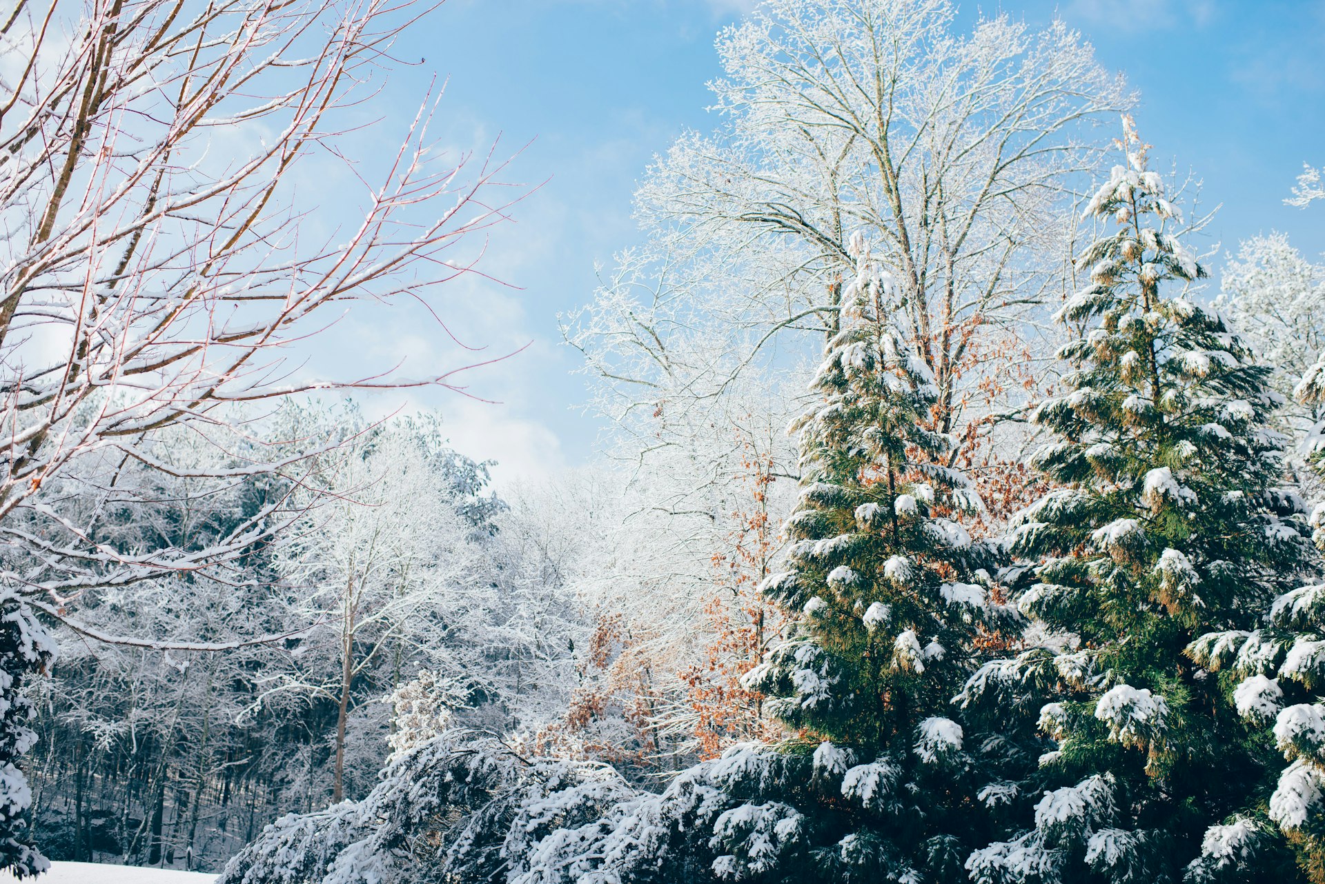 Snow-covered evergreens and bare branches under a bright winter sky