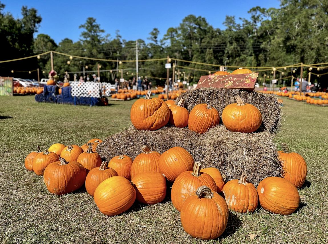 Why We Love Fall In Gainesville header image.