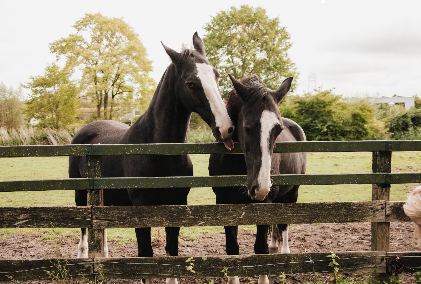 What to Look for in Horse Property - And Why North Central Florida Is an Ideal Place to Own One header image.