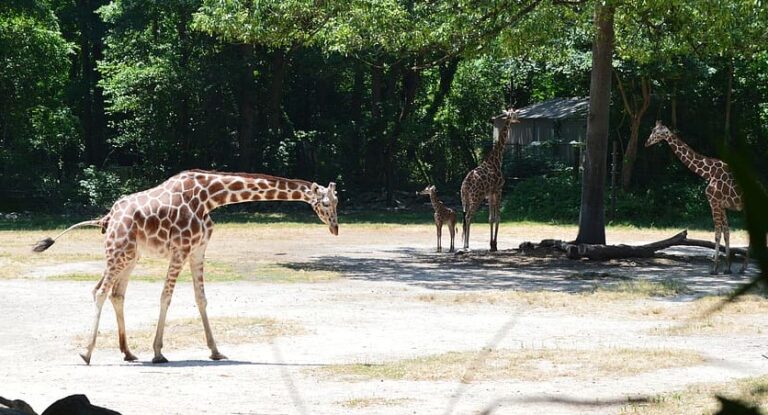 Greenville SC zoo