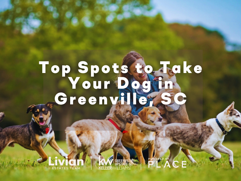 Top Spots to Take Your Dog in Greenville, SC