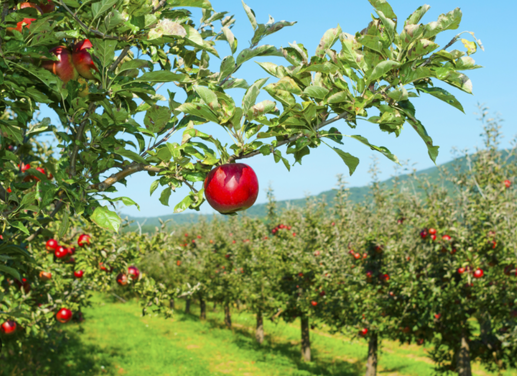 The Best Apple Orchards in Minnesota 🍎 header image.