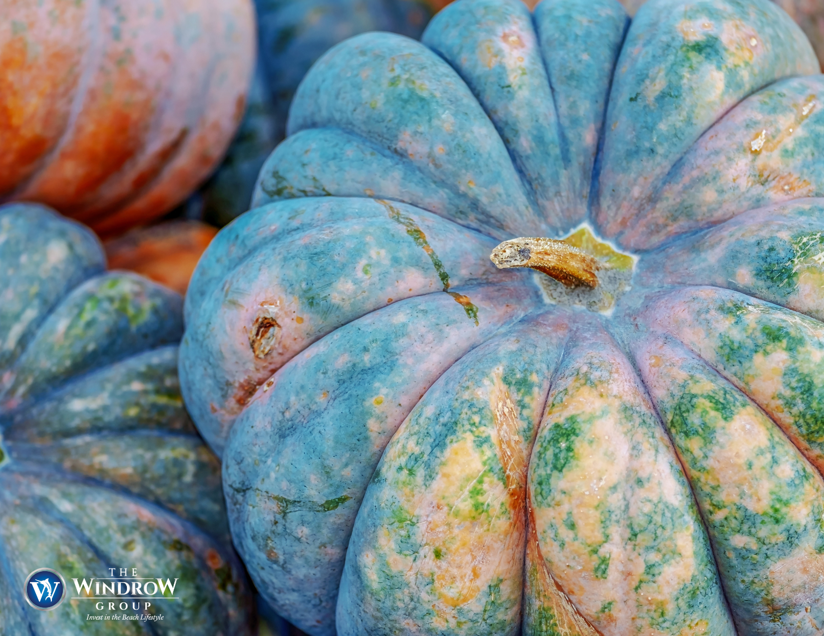 Most Well-Liked and Distinctive Pumpkin Varieties header image.