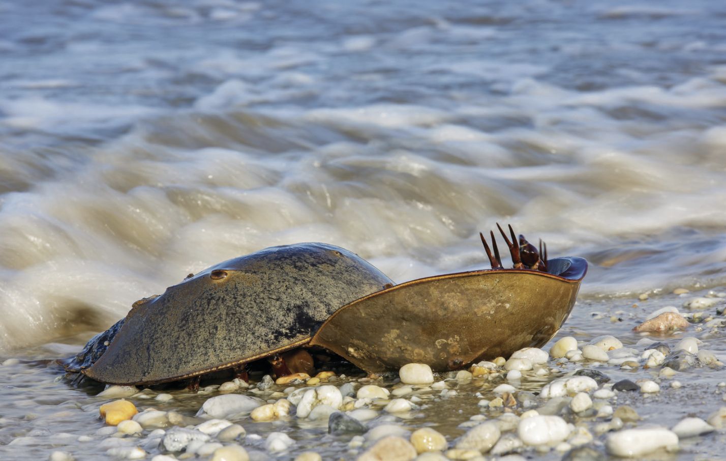 The Delmarva Horseshoe Crab: A Living Fossil of the Delaware Coast header image.