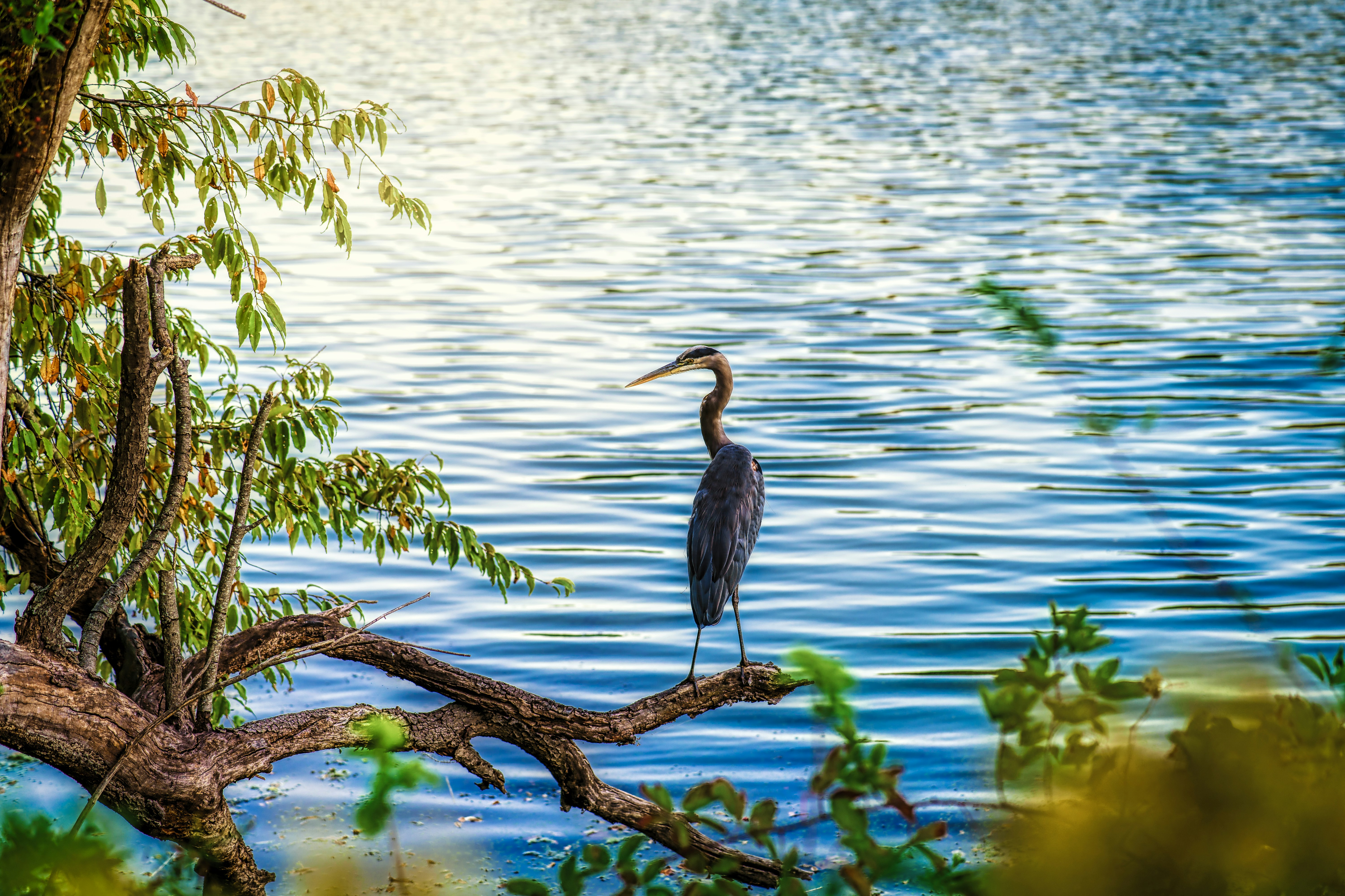 A Summer Guide to Coastal Avian Life, Birds of Delmarva header image.