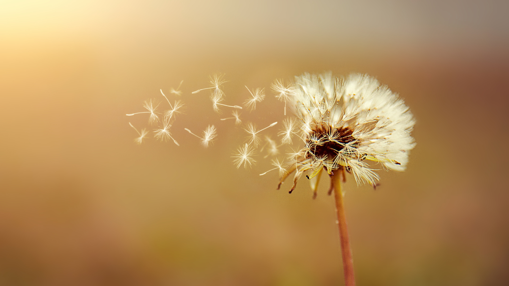 Five tips to get your house ready for the fall season header image.
