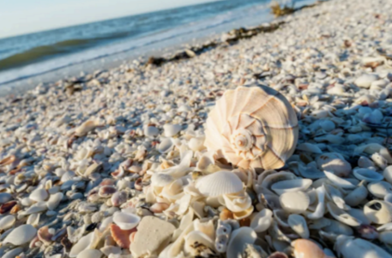 Treasure Hunting on the Shore: Best Beaches for Shelling & Sea Glass in Maryland & Delaware header image.