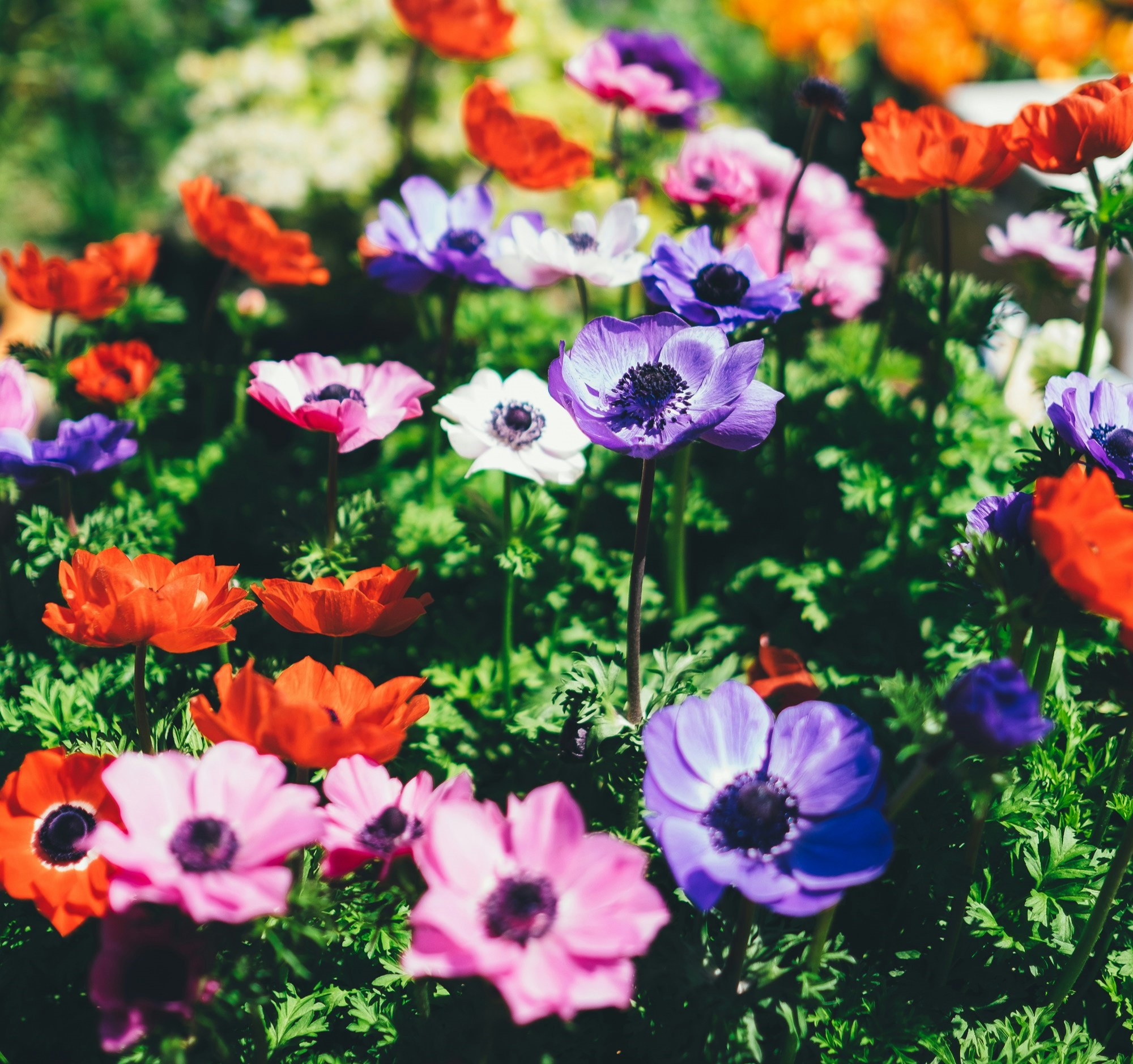 Gardening at the beach, plants we should and shouldn't select this spring season header image.