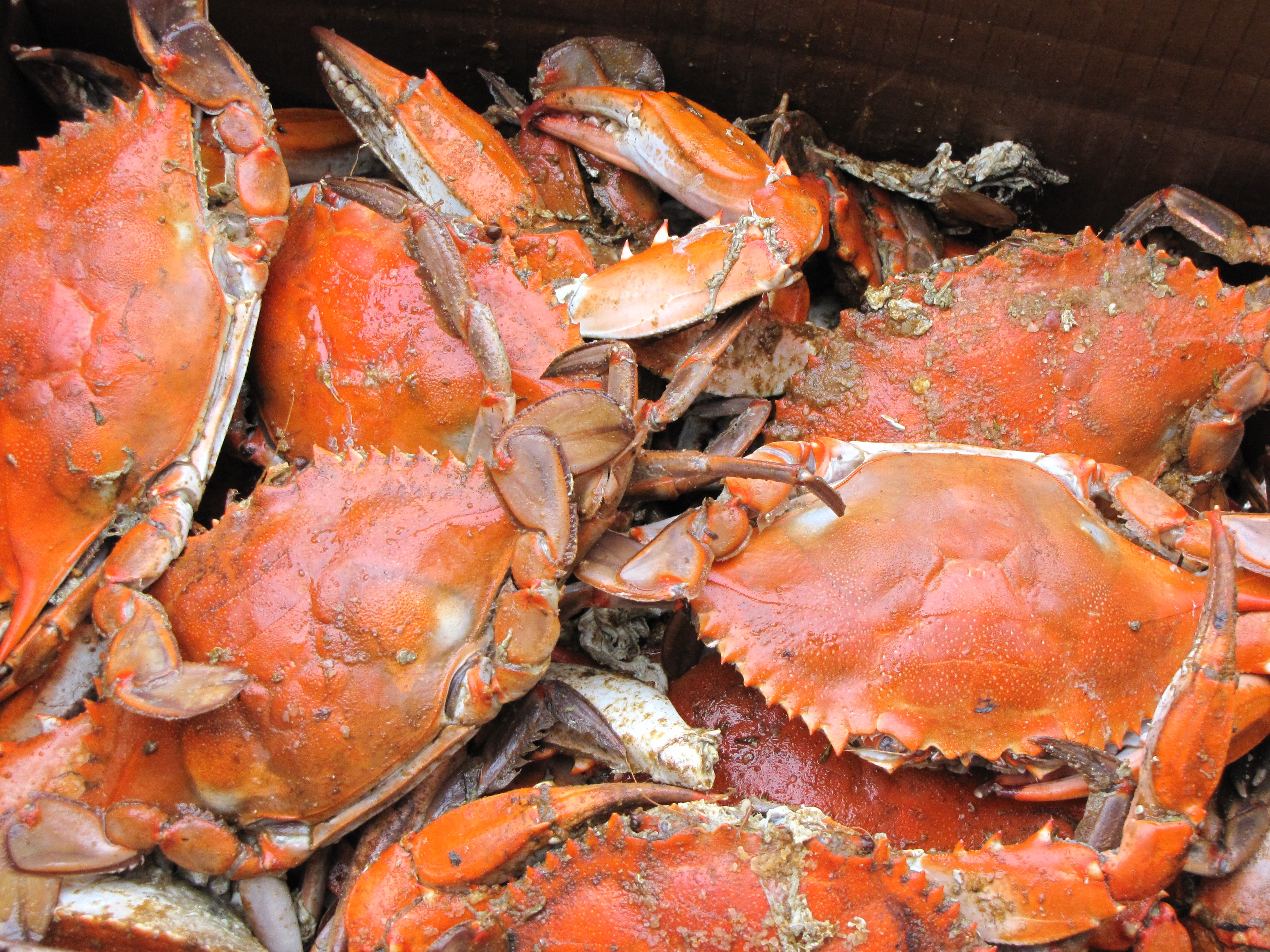 Crab Picking Season – Our Favorite Step by Step Guide to Picking Crabs! header image.