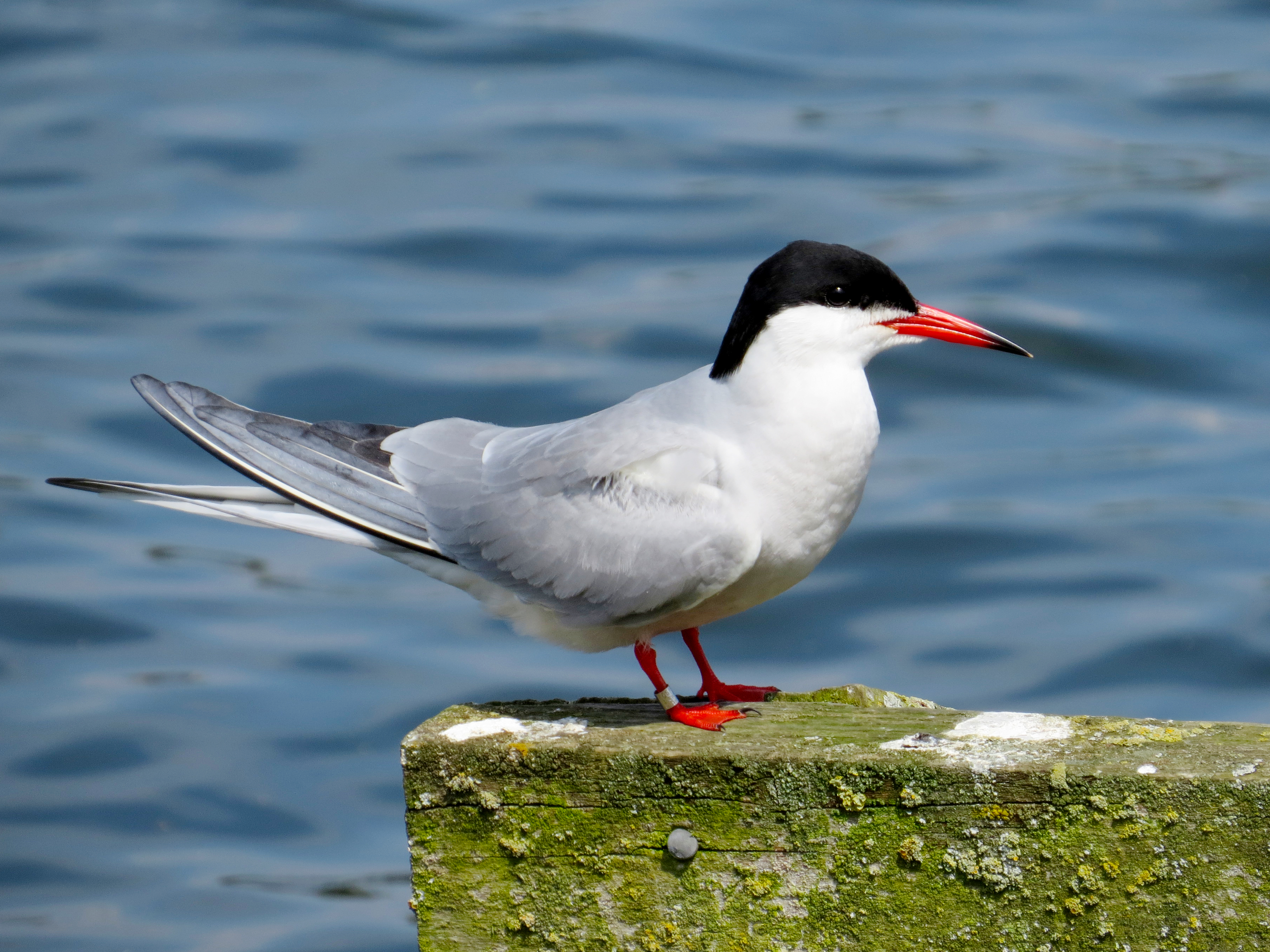 The Common Tern: A Migratory Marvel of the Eastern Shore header image.