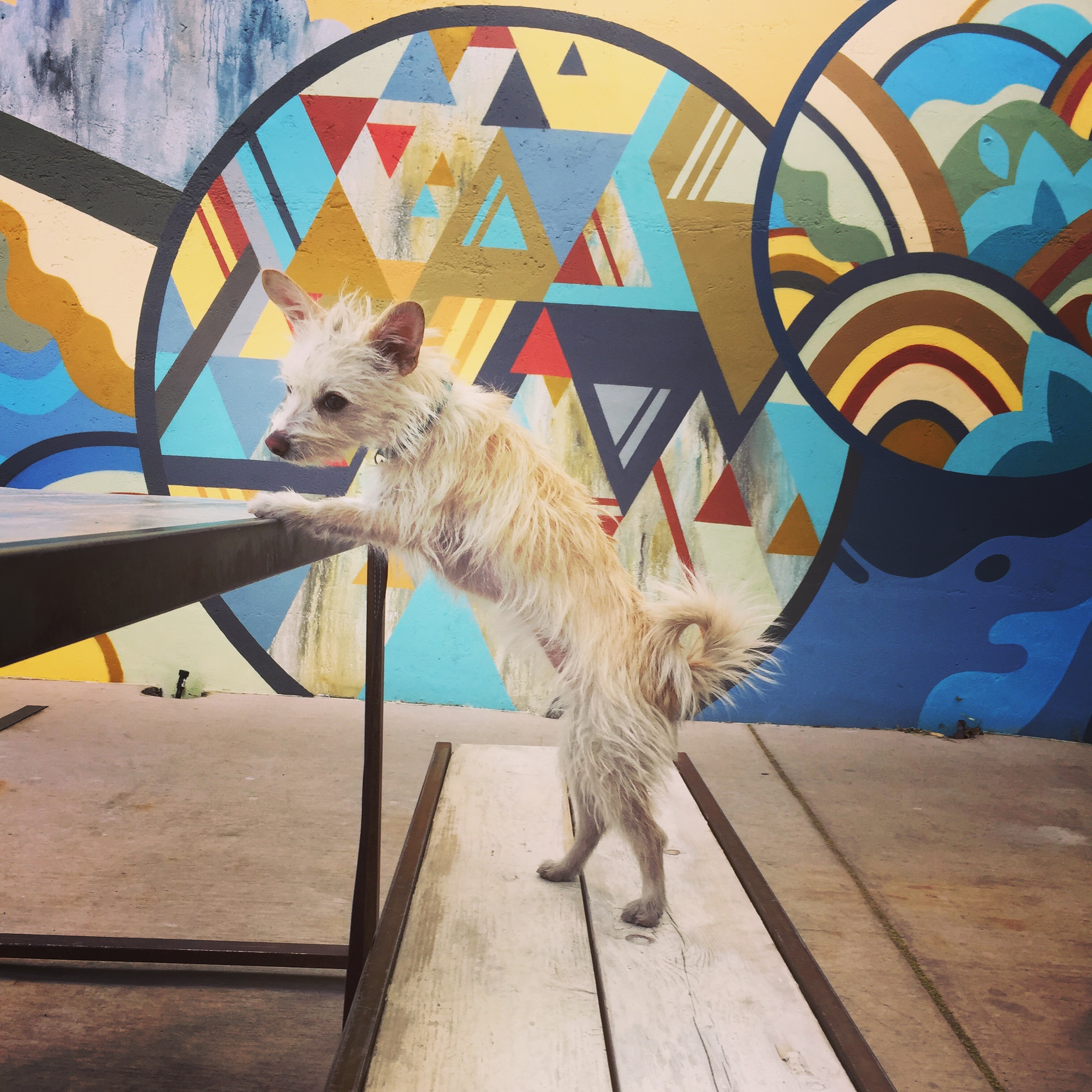 A Dog's Guide to Burque header image.