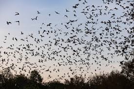 Thousands of Austin’s Bats Will be Displaced by I-35 Expansion header image.