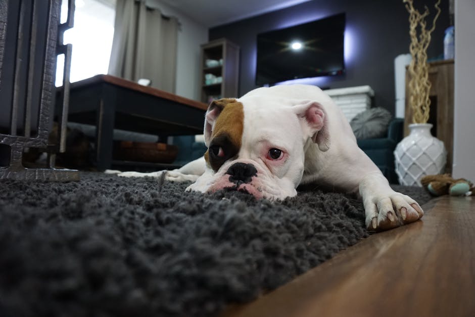 Having Your Home Shown But You Have Pets? Here's What You Should Do header image.
