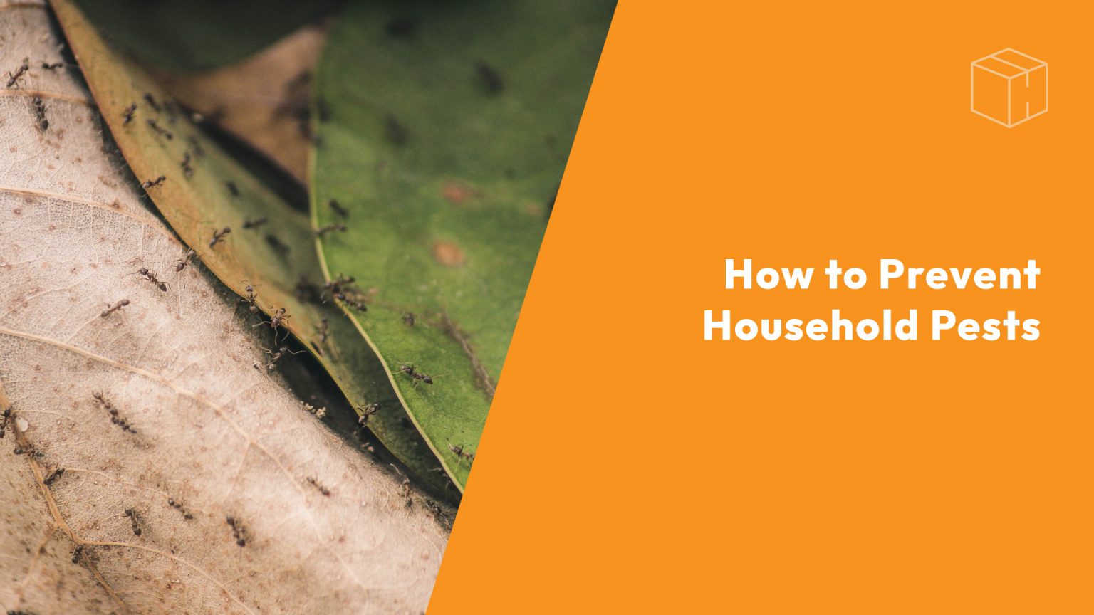 How to Prevent Household and Yard Pests header image.