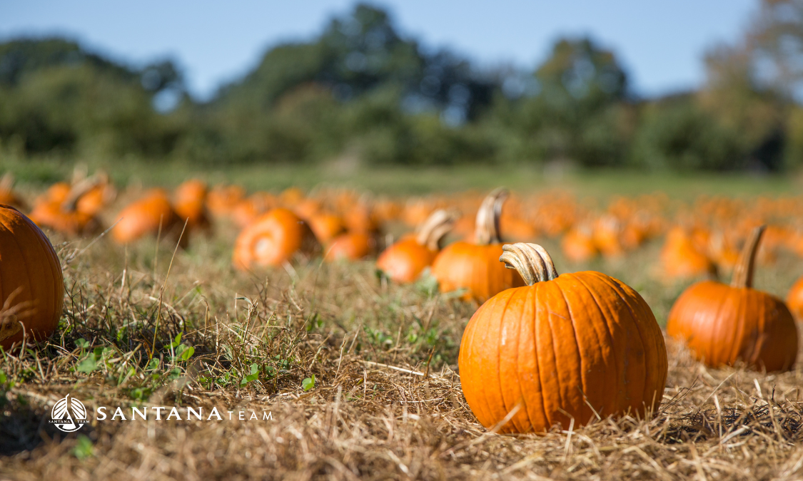 Pumpkin patch in Massachusetts with rows of pumpkins ready for picking on a sunny fall day
