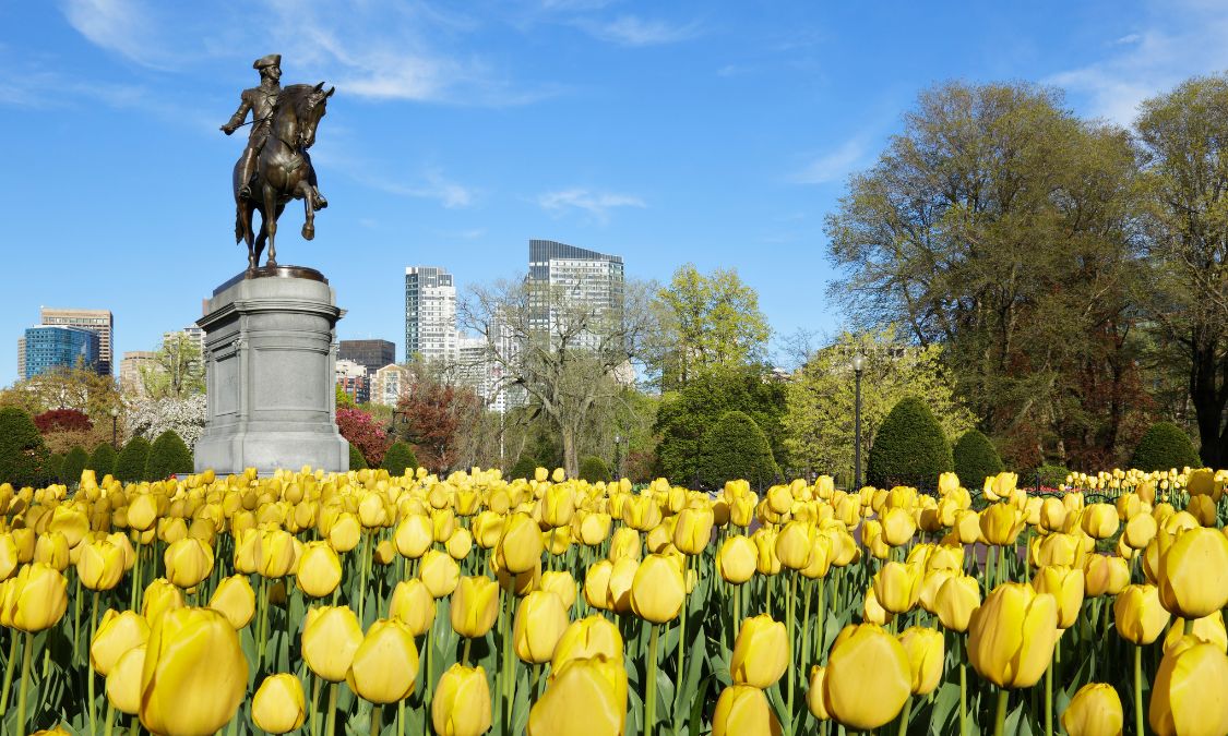 Boston Public Garden tulips in bloom during spring with city skyline in background