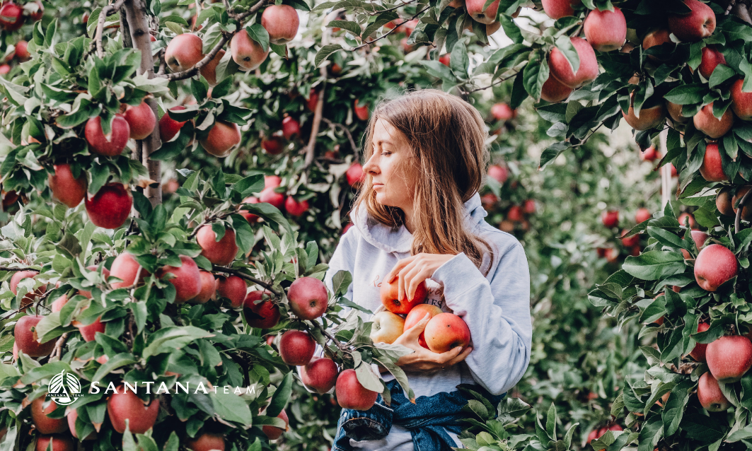 Woman picking apples in a Massachusetts orchard during fall with trees full of red apples