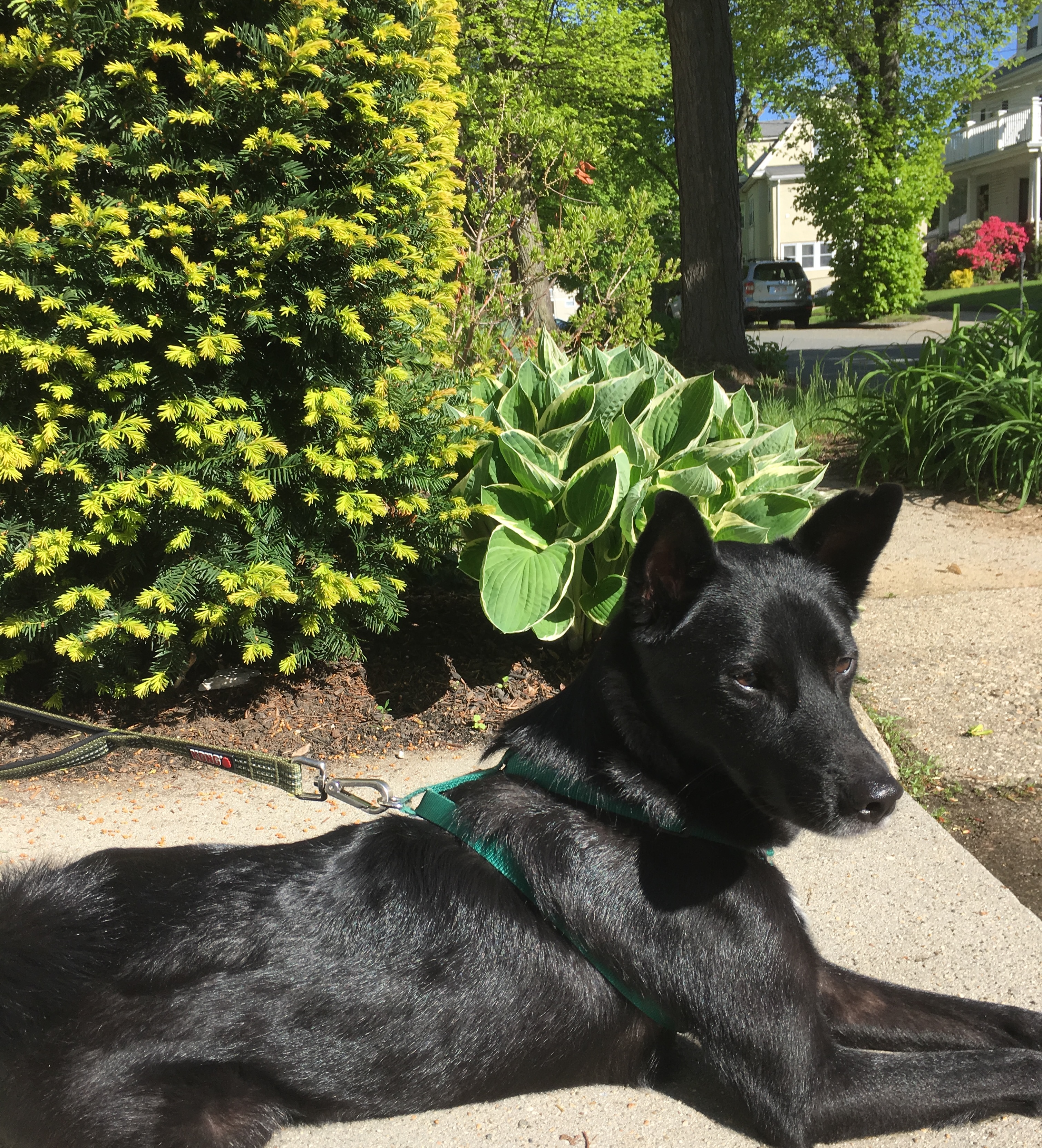 Black dog named Peanut on a walk in East Arlington, Massachusetts, with tree-lined street in the background.