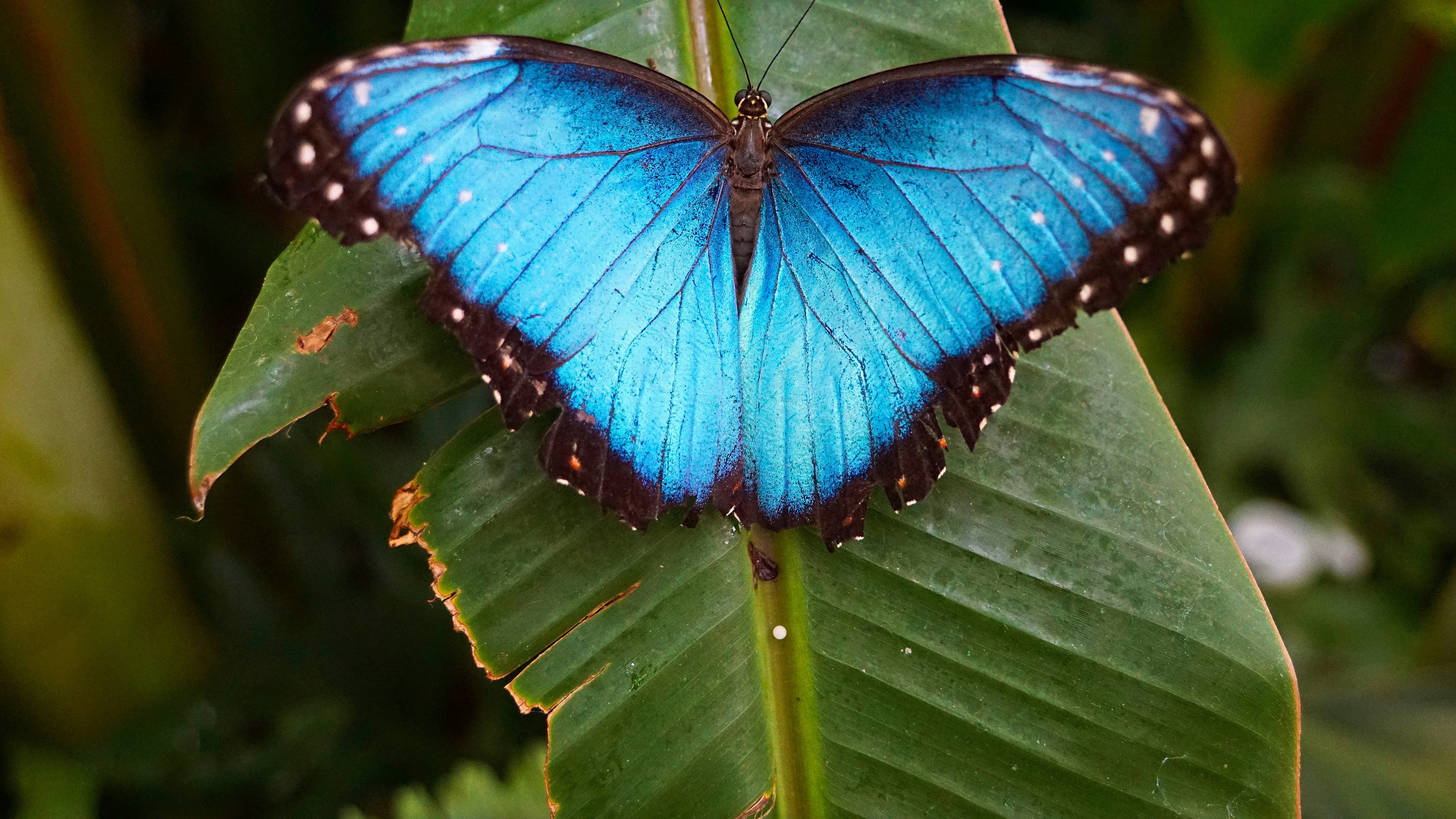 image of butterfly