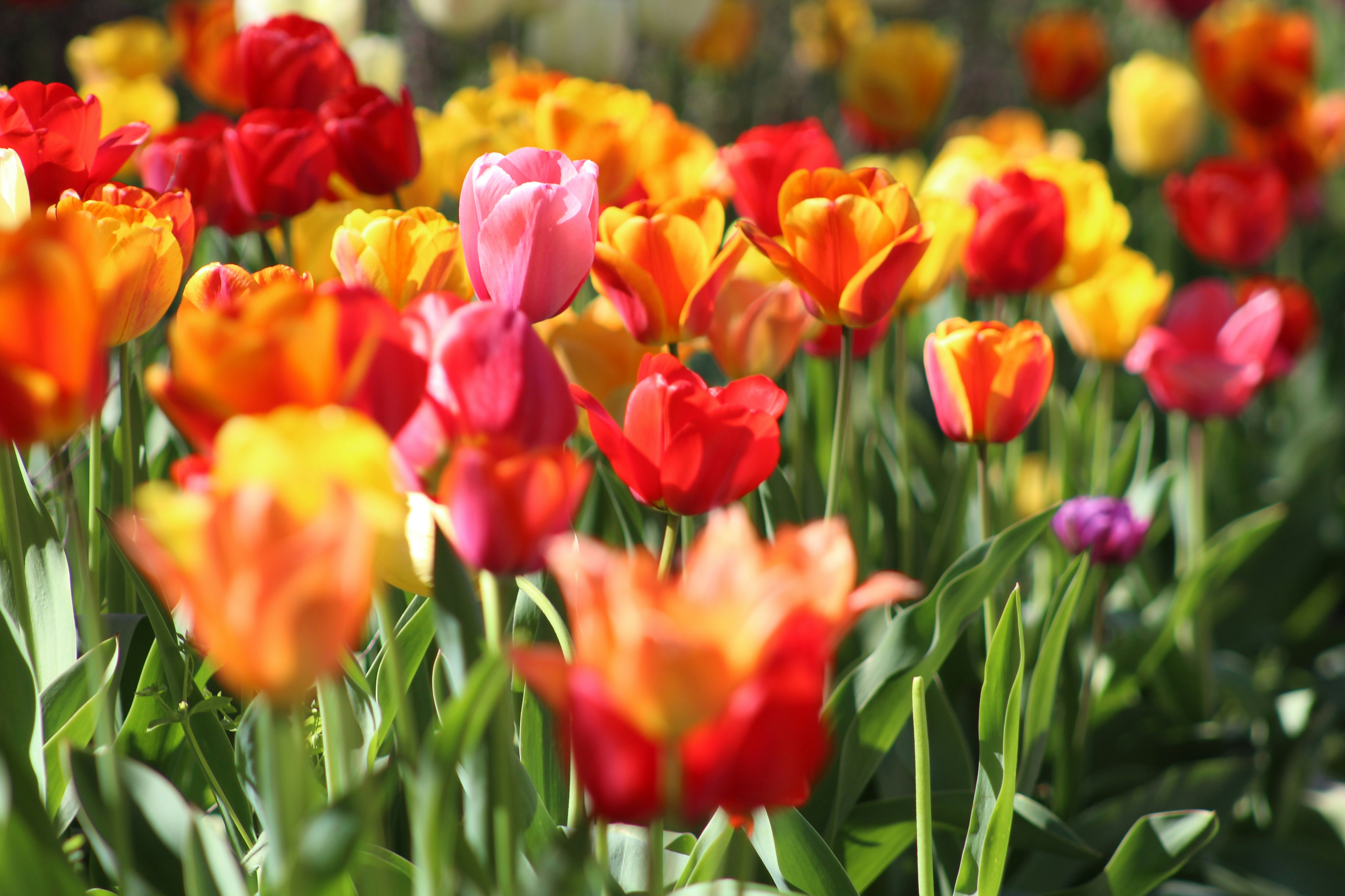 image of a field of tulips
