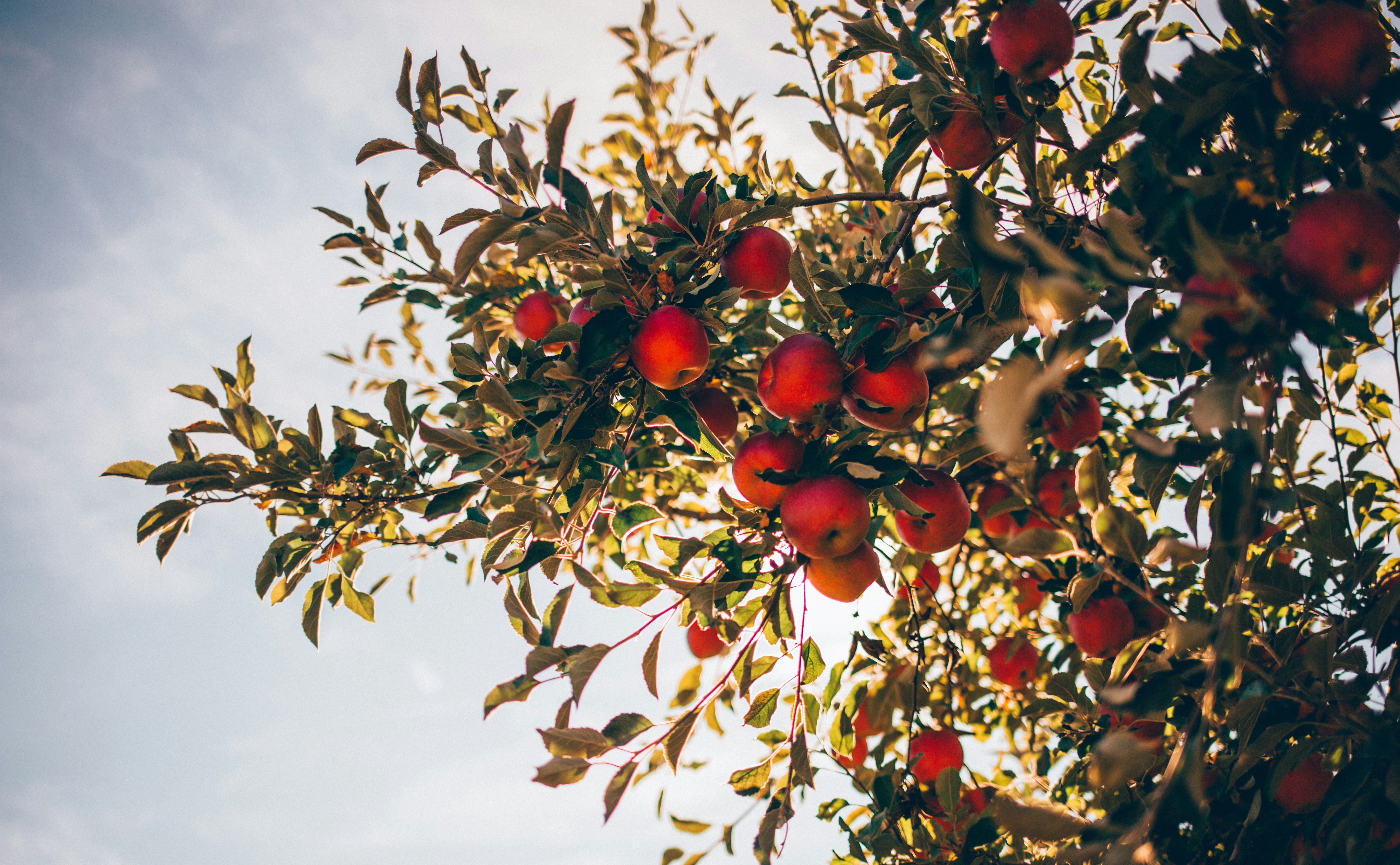 Image of apple tree