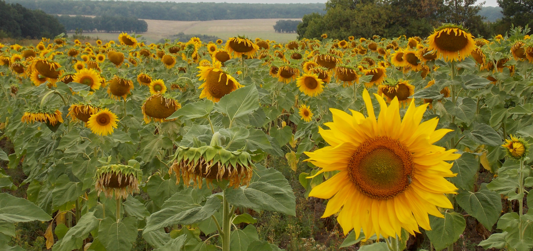 Home Maintenance Checklist - September header image.
