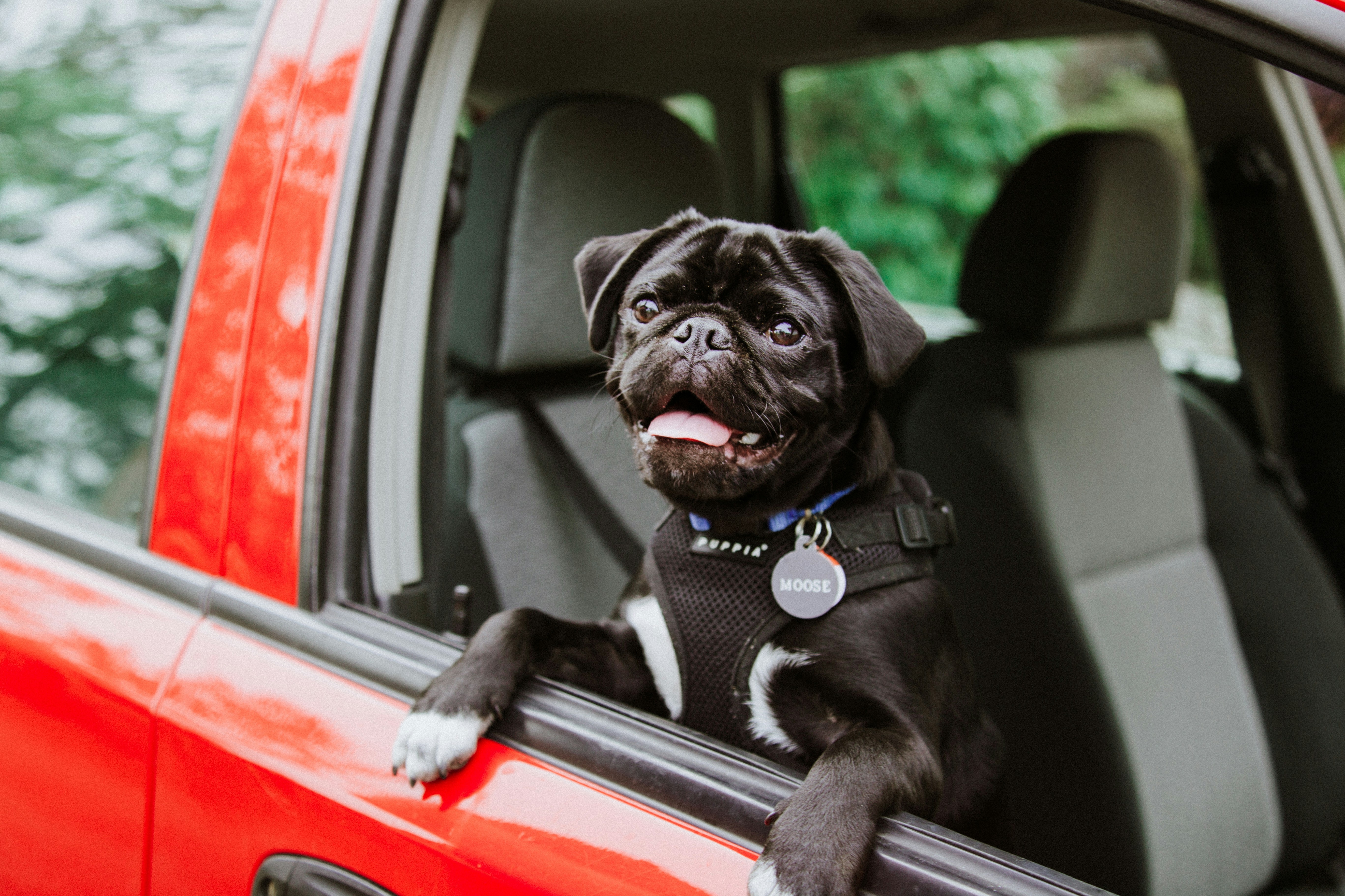 Top Pet-Friendly Businesses in Santa Clarita: Best Restaurants & Pet Stores header image.