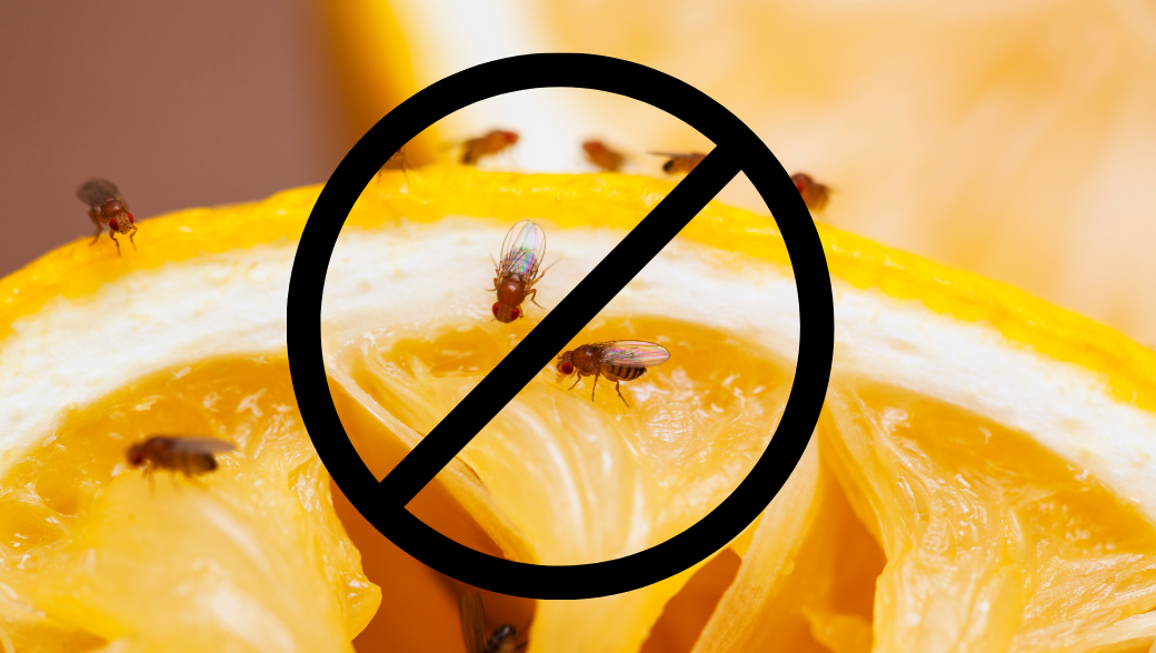 Homemade Traps for Fruit Flies: Simple Solutions To Keep Your Home Pest Free header image.