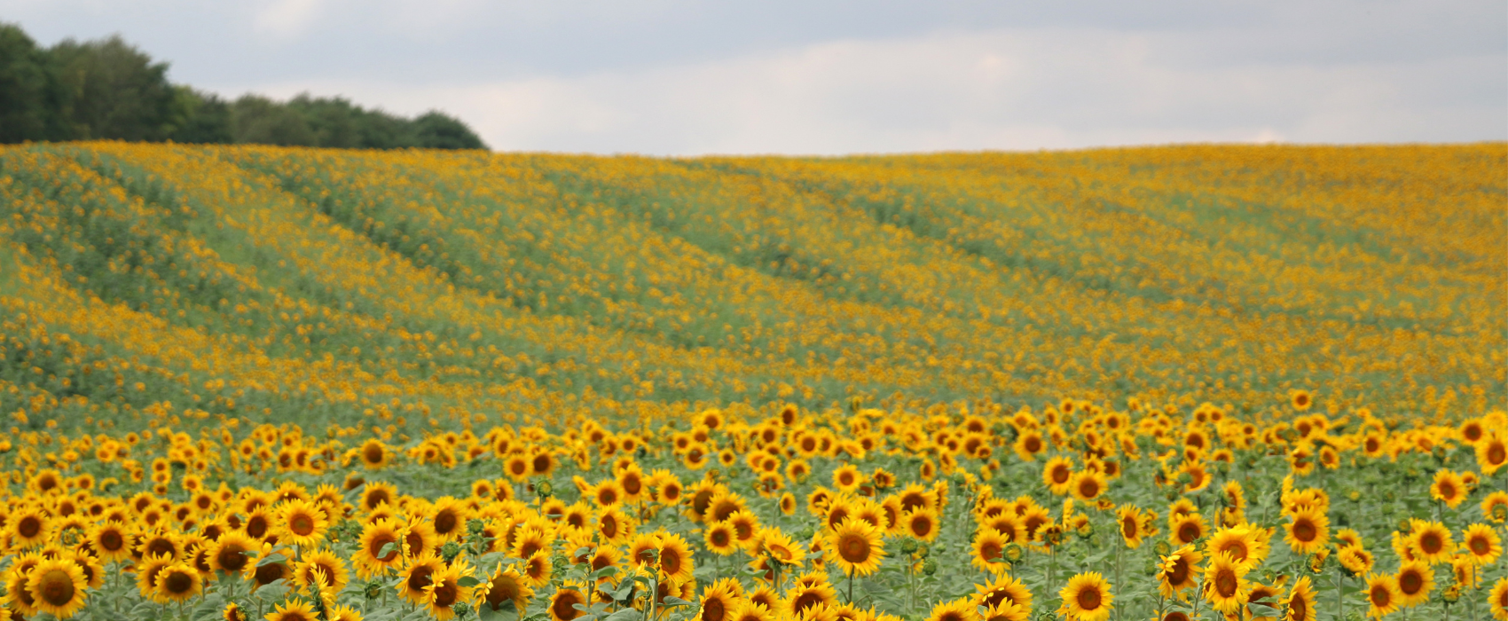 Santa Clarita Market Update - August 2023 header image.