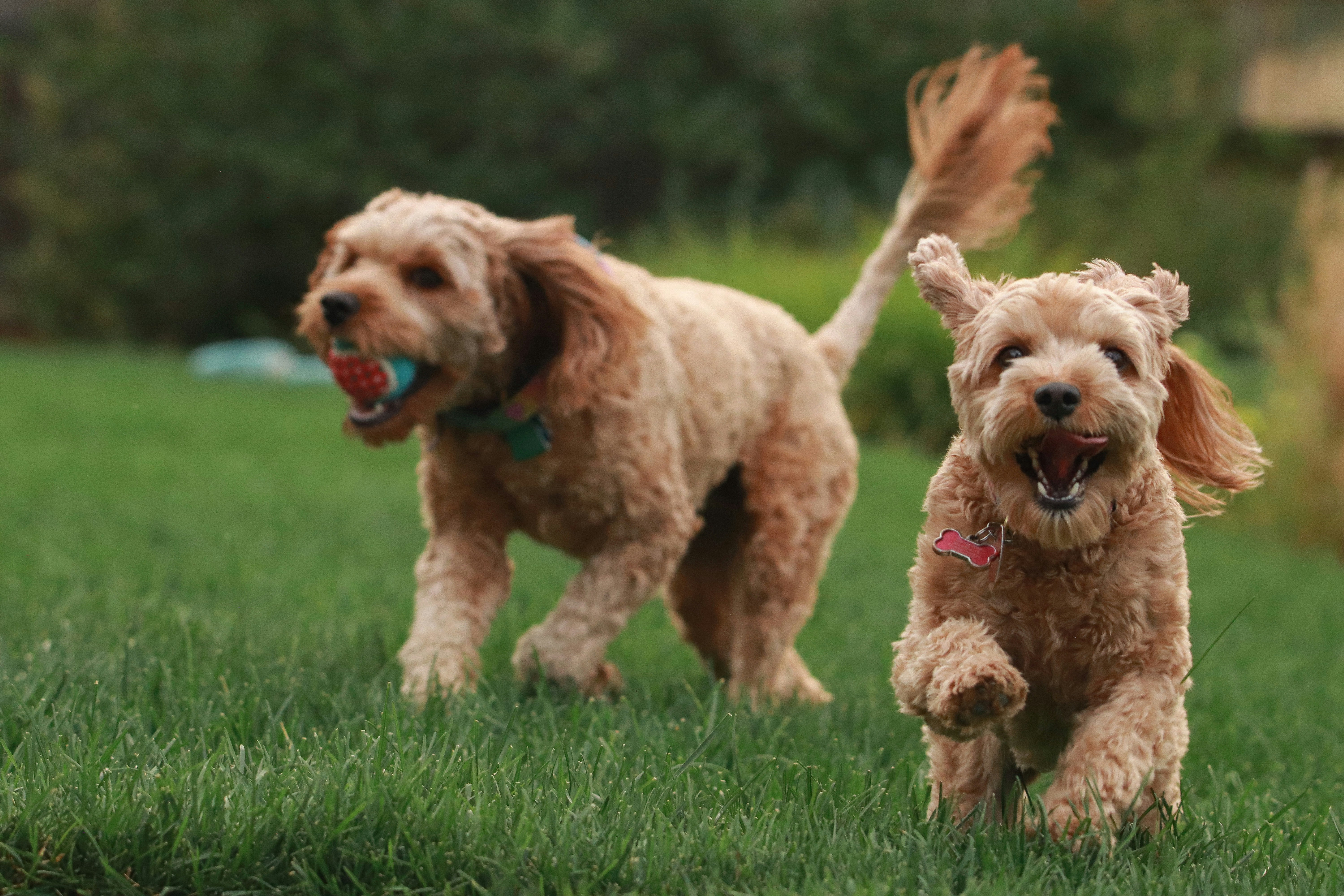 A Guide to the Best Dog Parks in Santa Clarita header image.