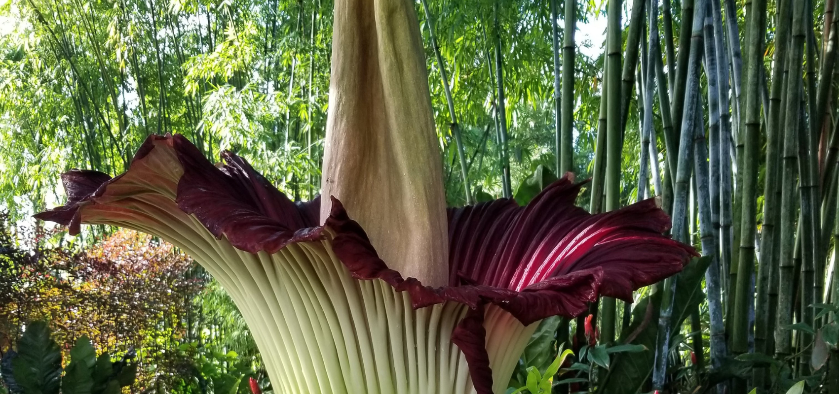 Take a Short Car Ride to See (and Smell) The Infamous Corpse Flower header image.