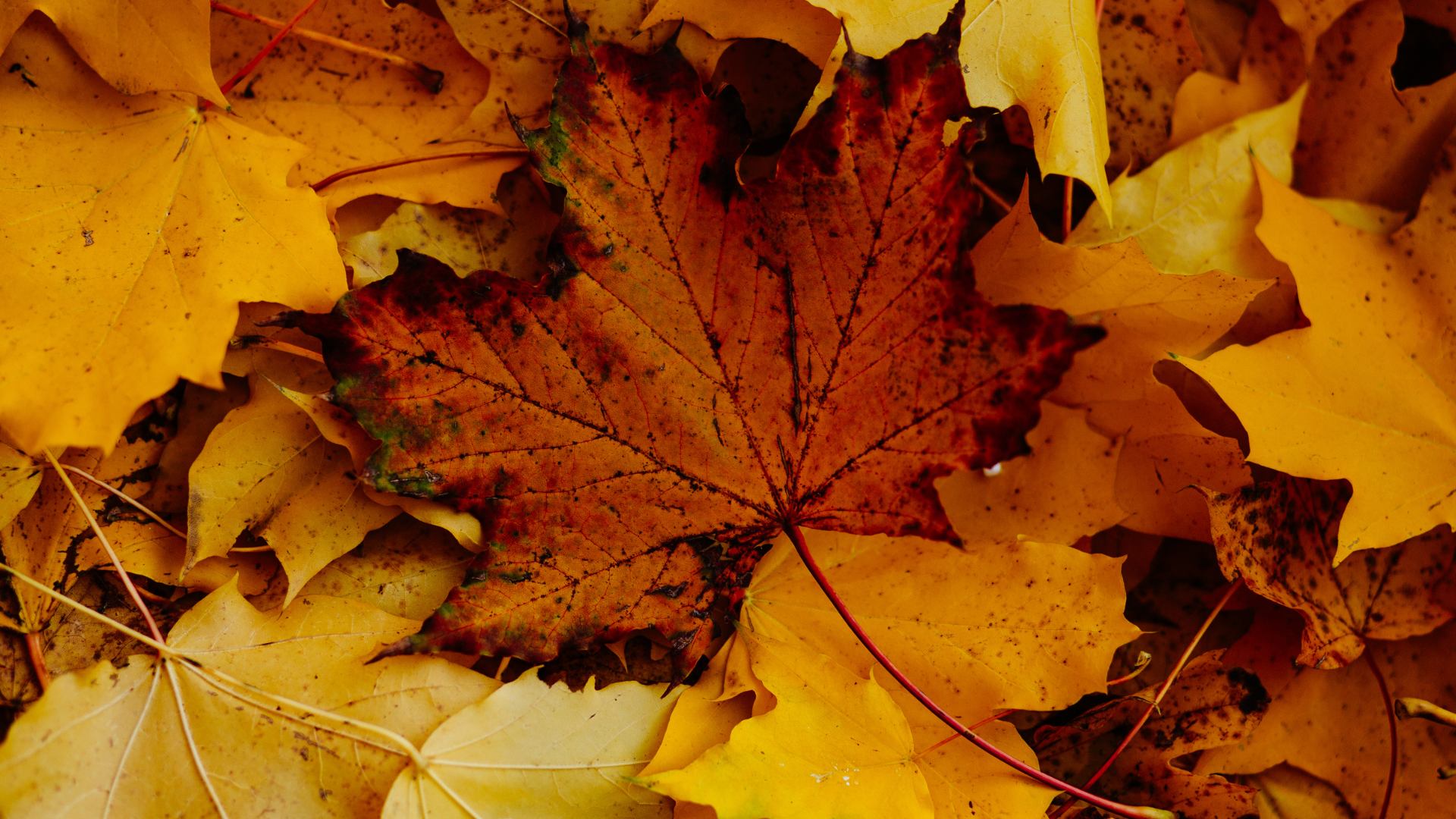 Things to Do in the Santa Clarita Valley- October header image.