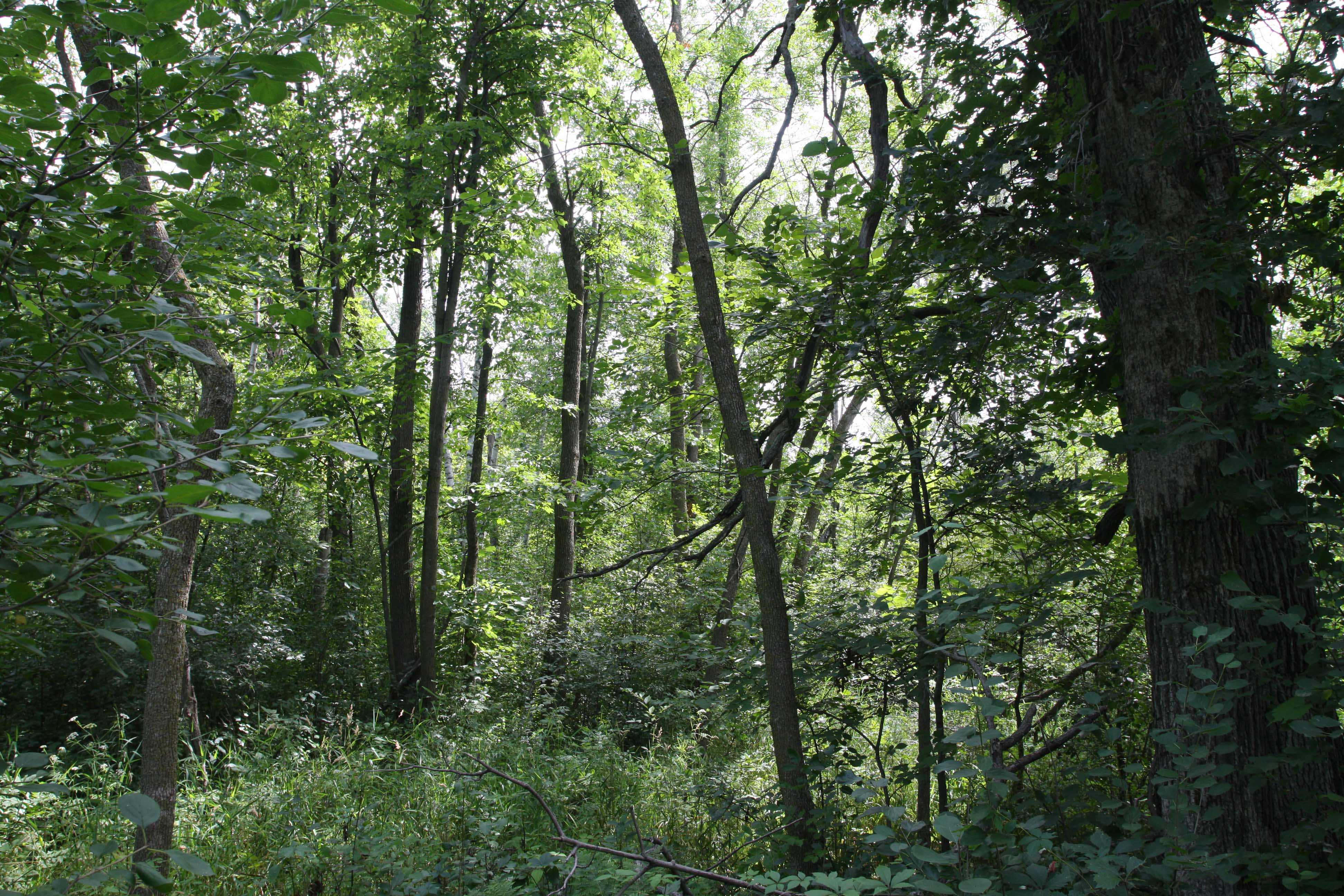 Land for sale in Ham Lake! SOLD! header image.