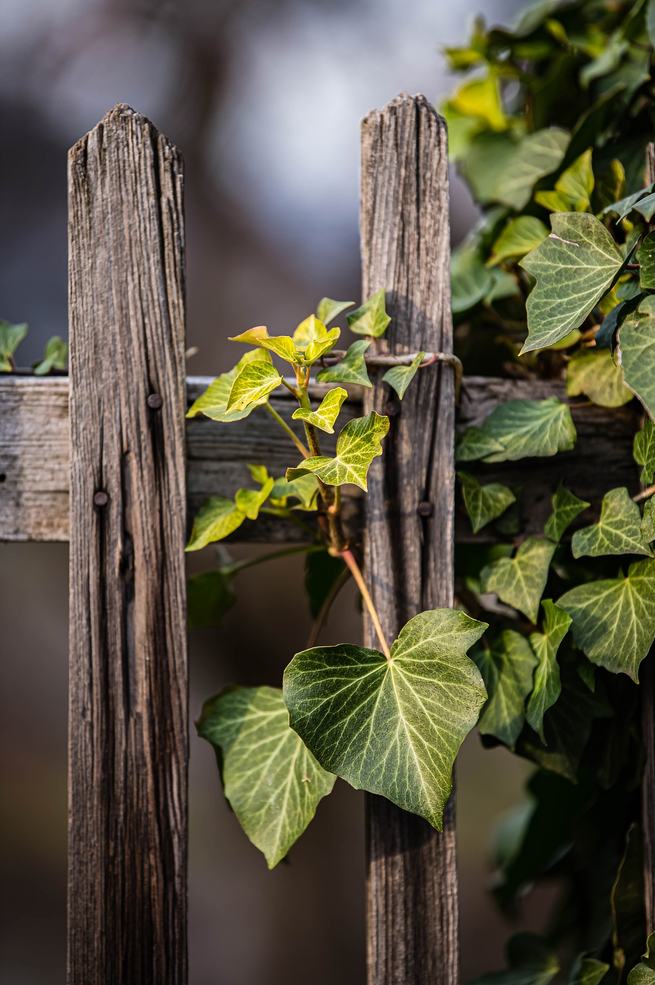 Good Fences, Good Neighbors: Resolving Property Disputes with Ease header image.