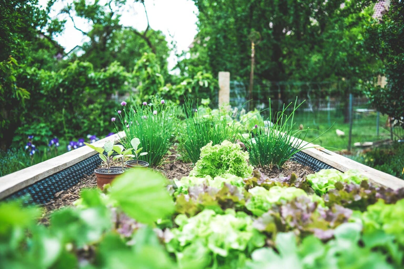 A Homeowner’s Guide to a Healthy, Thriving Garden header image.
