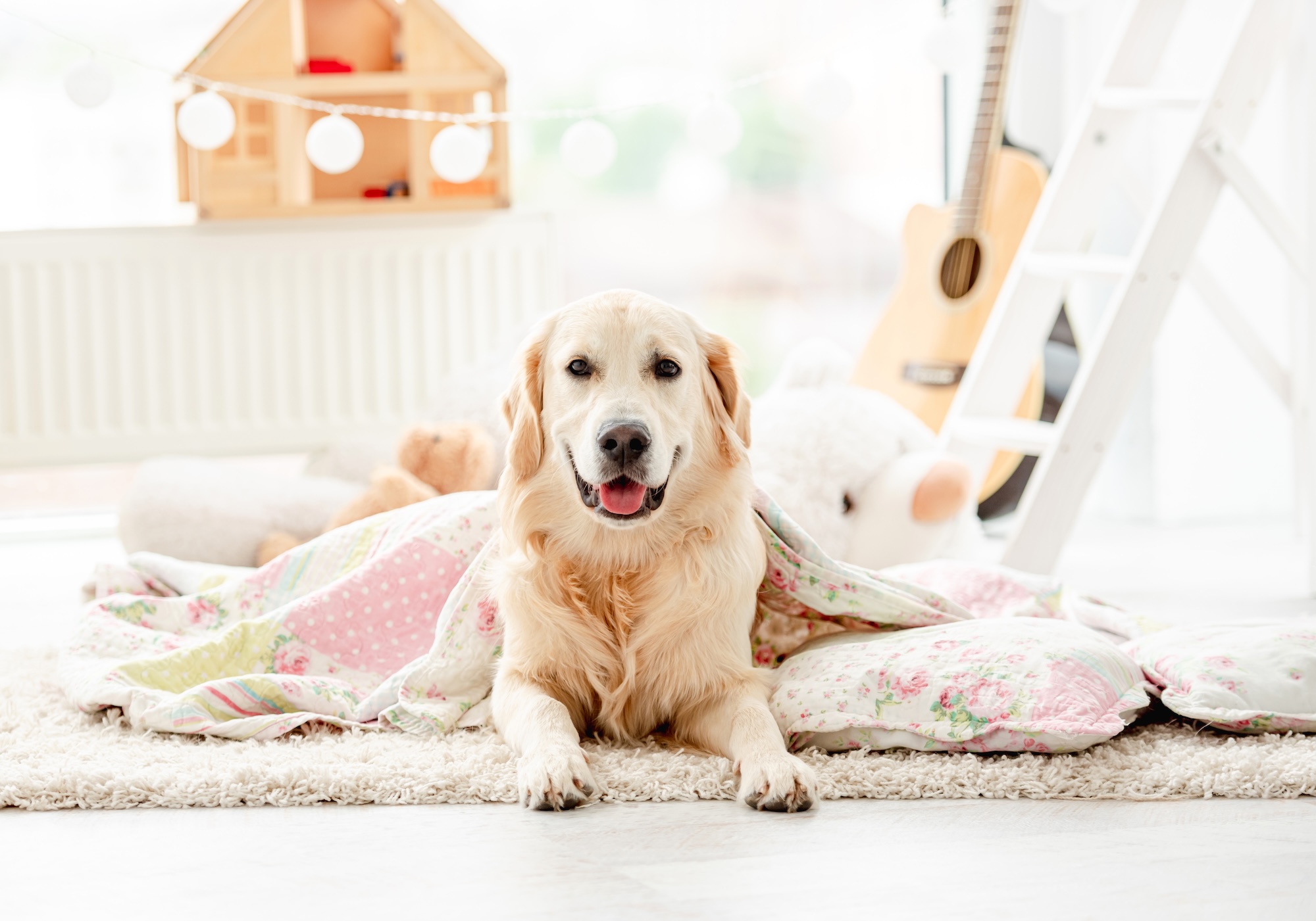 Clean golden retriever sits smiling in a new home.