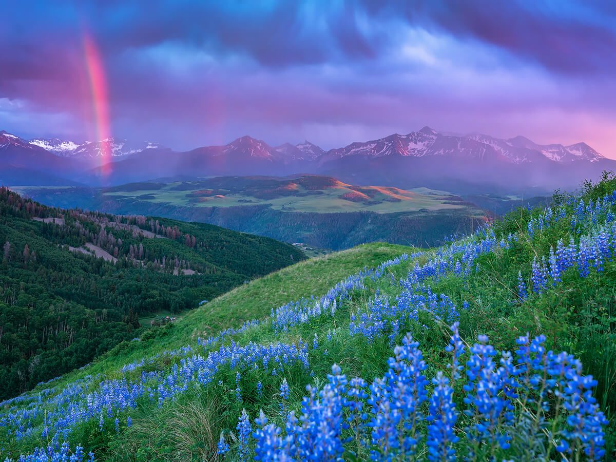 Wildflowers in the high country of Telluride