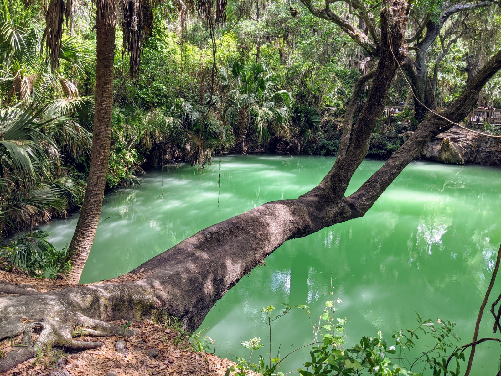 Living in Deltona FL | Affordable Homes & Hidden Nature header image.