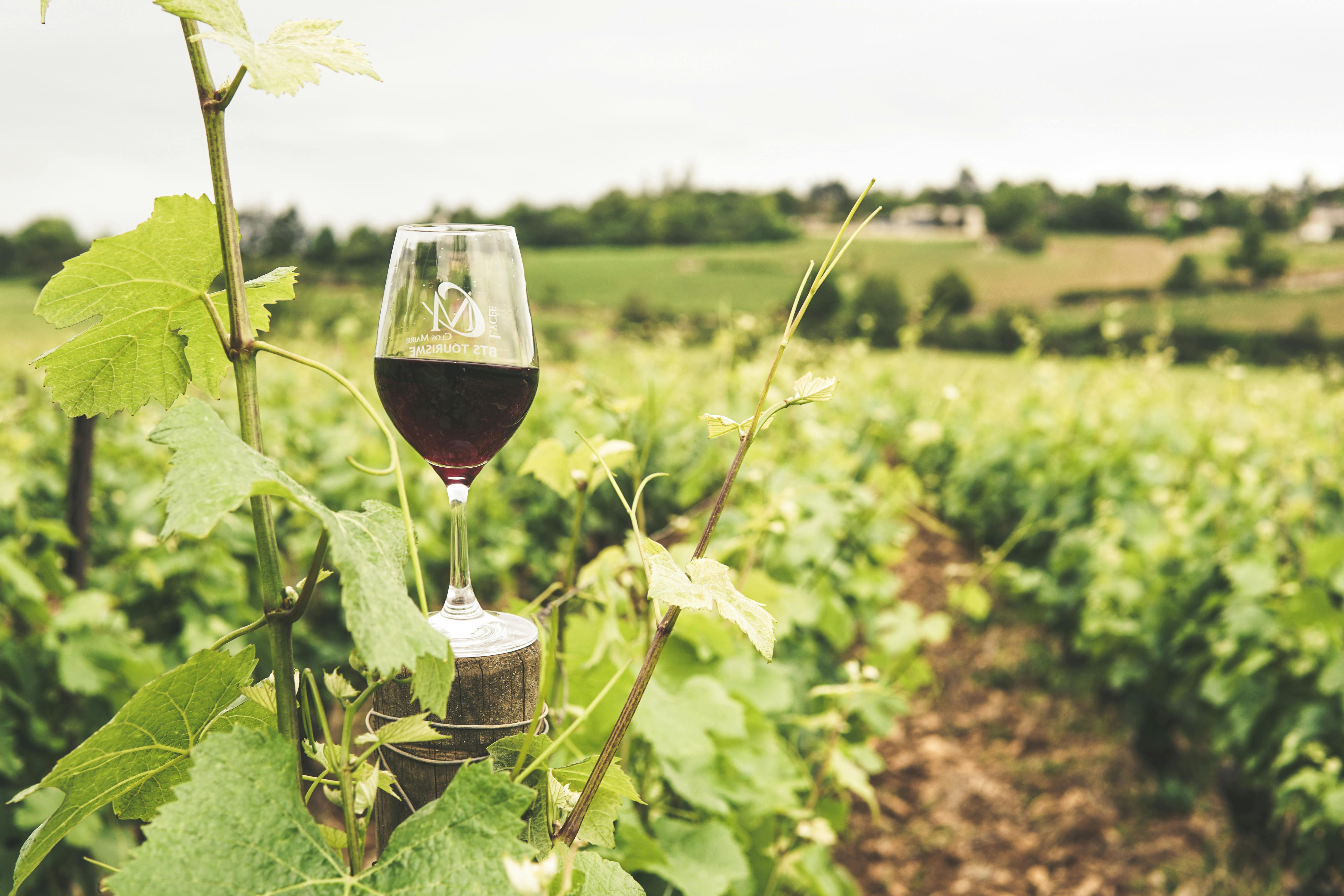 Vineyard overlooking Fauquier County with visitors enjoying a wine tasting