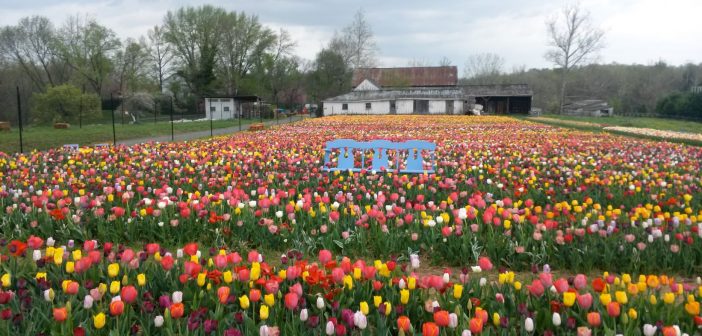 Vibrant tulip fields at the Nokesville Tulip Festival with visitors enjoying the spring blooms.