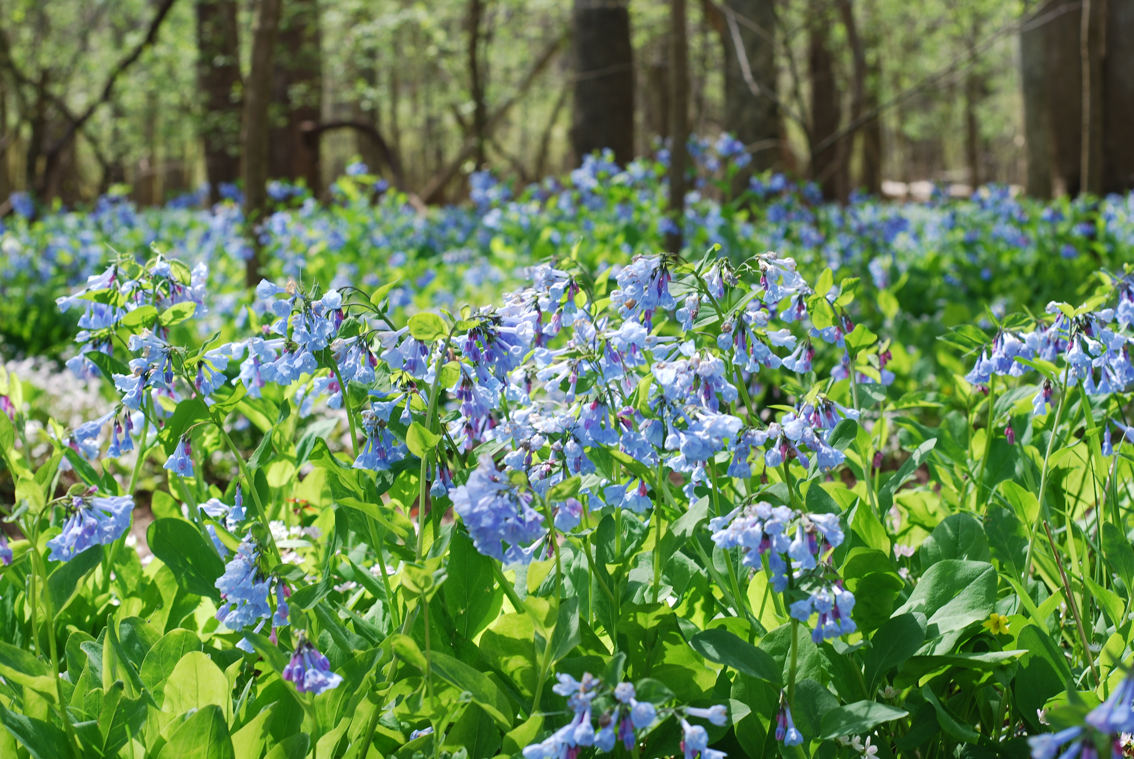 Virginia bluebells in Bull Run Regional Park — archival park scenery, not the events center