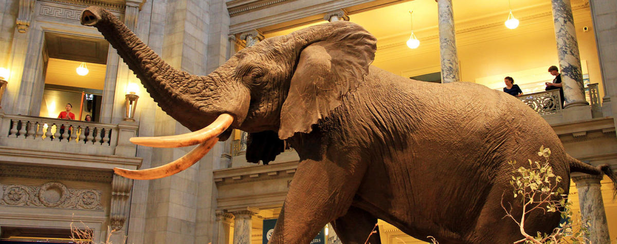 Henry, the iconic African elephant exhibit, stands in the grand rotunda of the Smithsonian National Museum of Natural History in Washington, D.C.