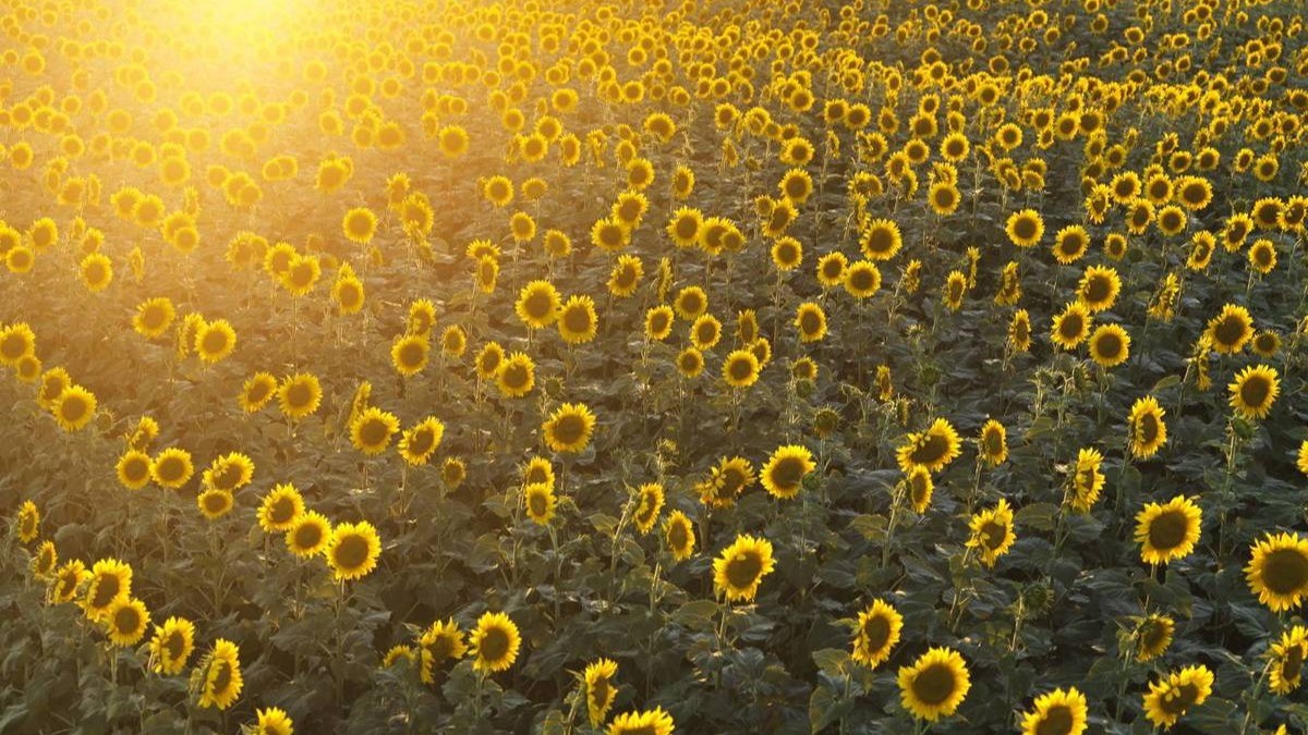 Golden hour sunlight beaming over an expansive field of sunflowers at the Burnside Farms Sunflower Festival.