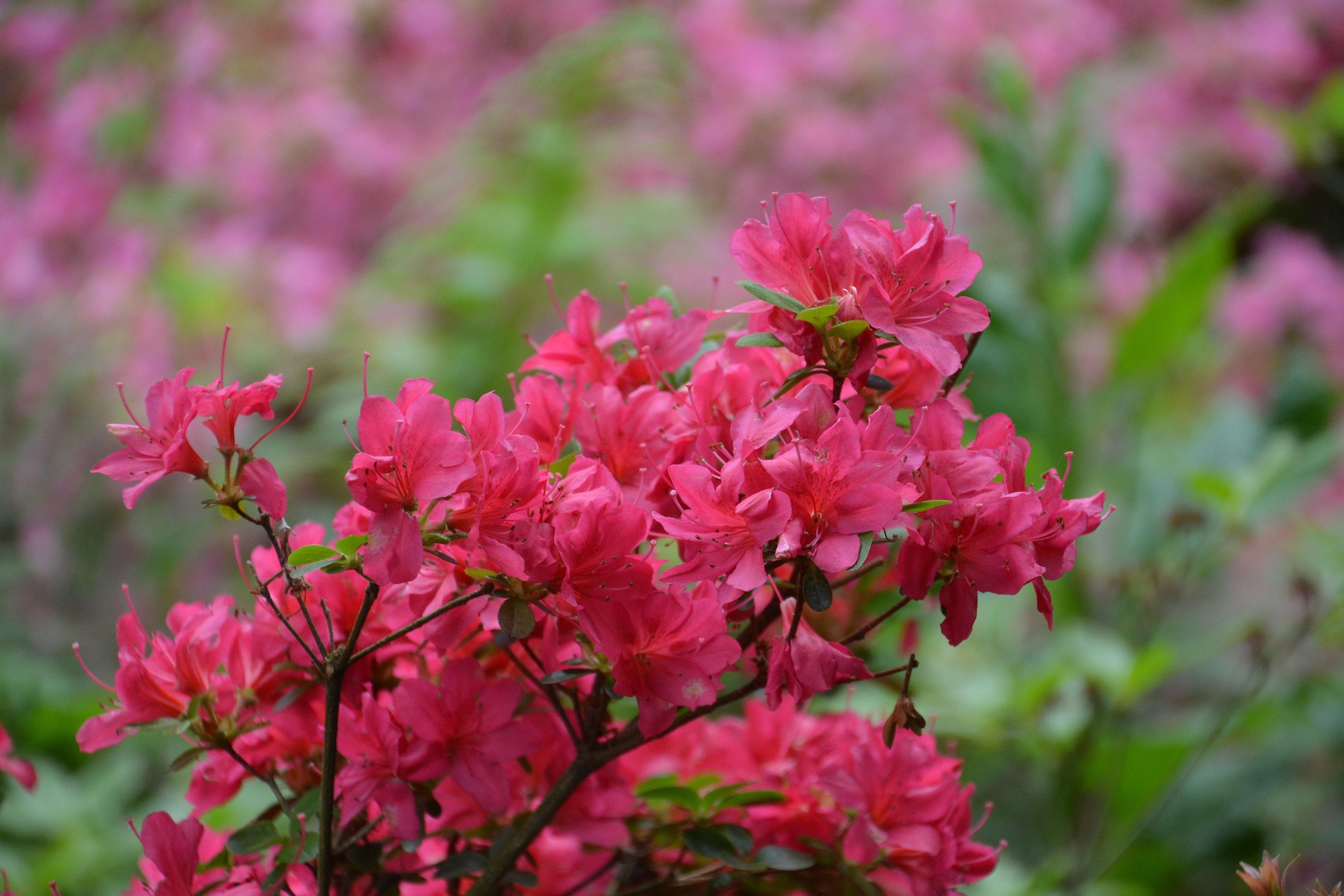 Around the Azalea Coast | April 2026 header image.
